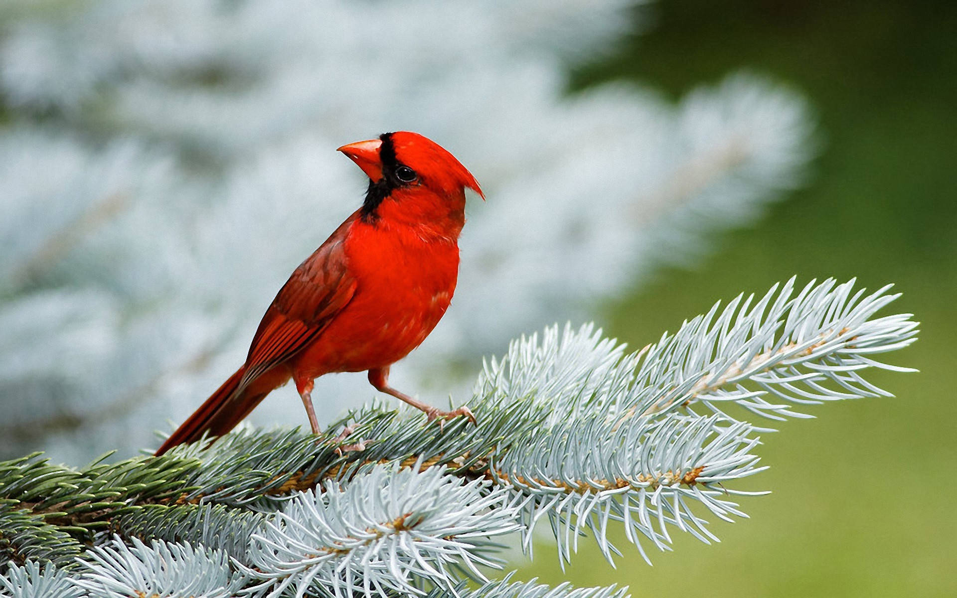 Northern Cardinal Beautiful Birds Background