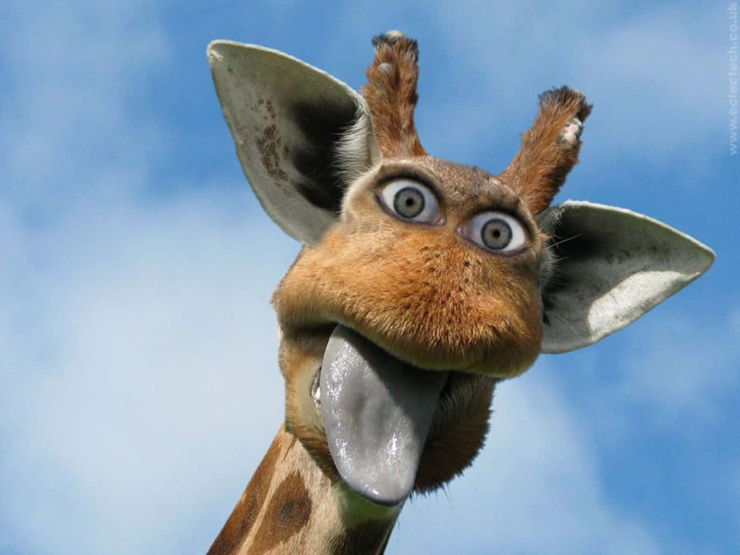 Northern Funny Giraffe With Human Eyes Background