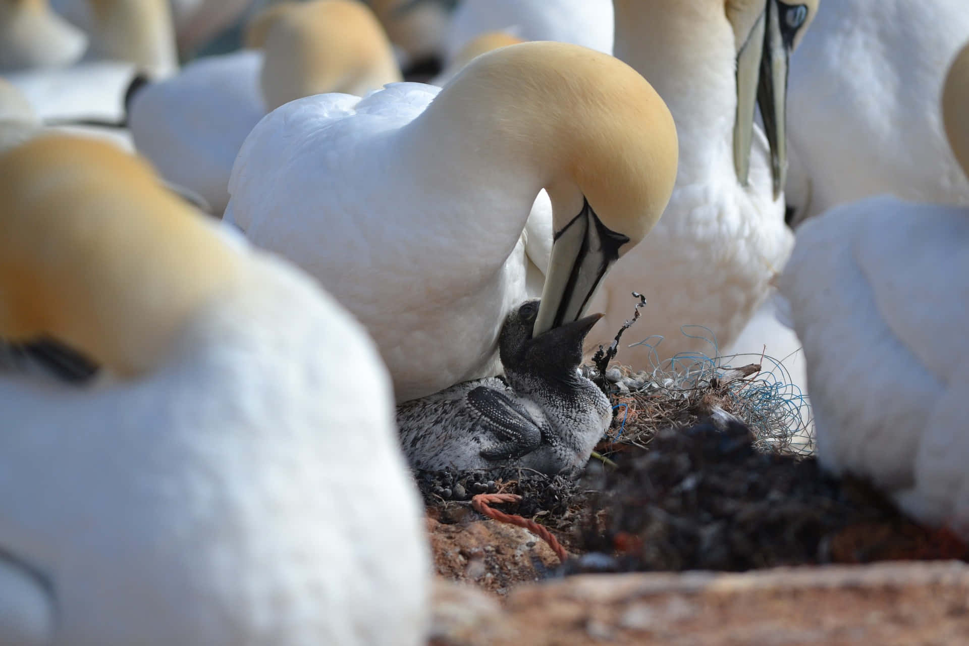 Northern Gannet Mother Bird Background