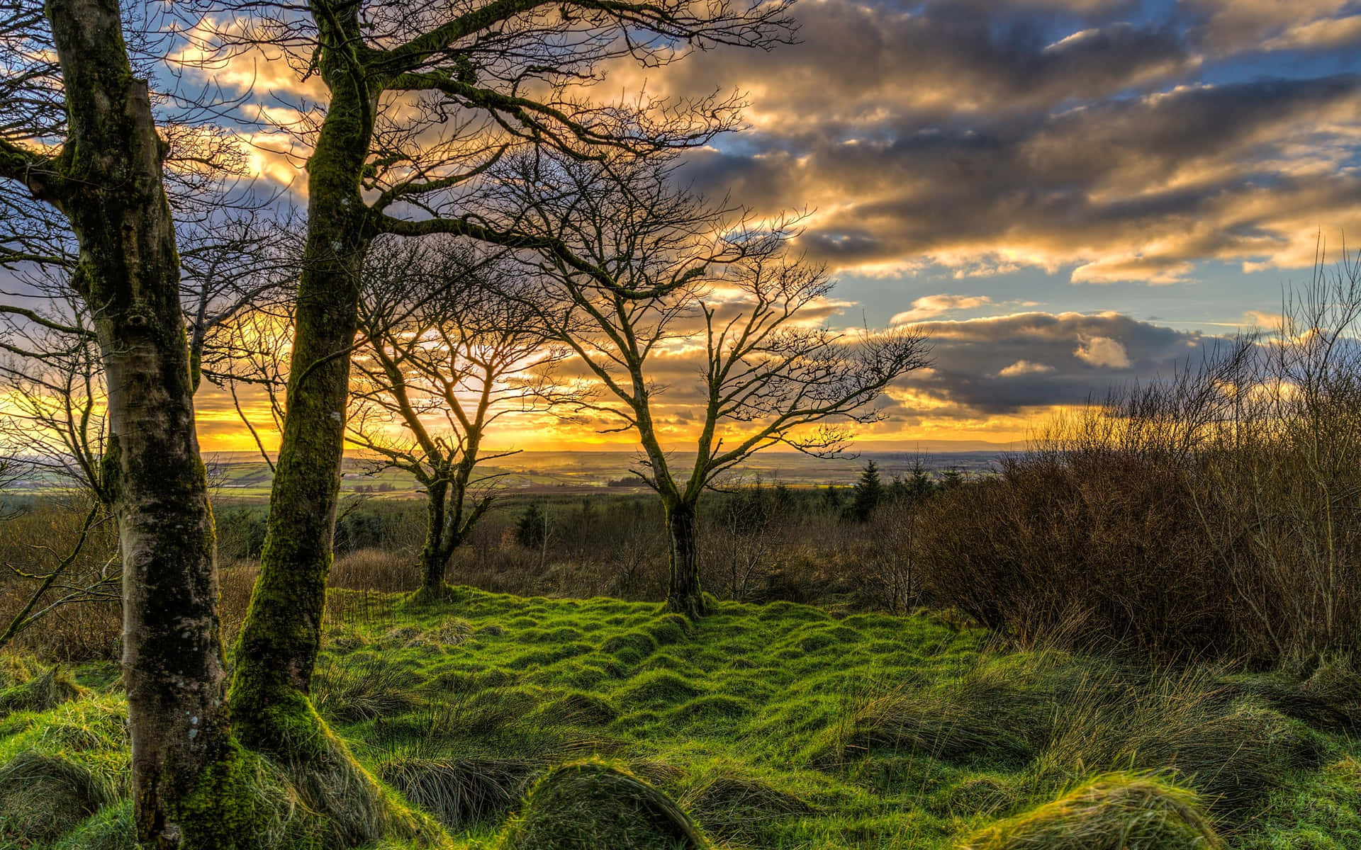 Northern Ireland Woodland Grass Sunset Background