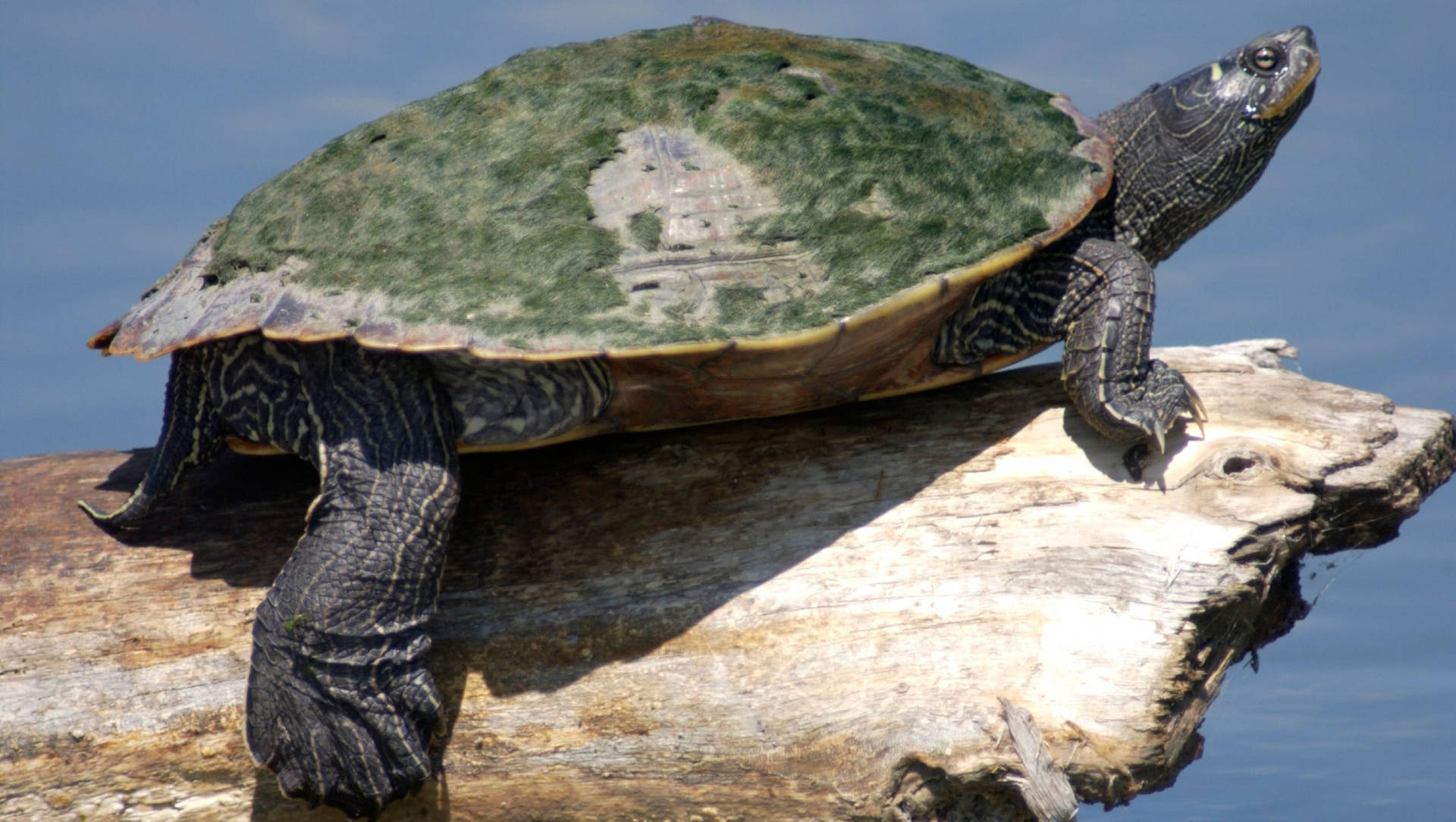 Northern Map Turtle Balances On Tree Branch Background