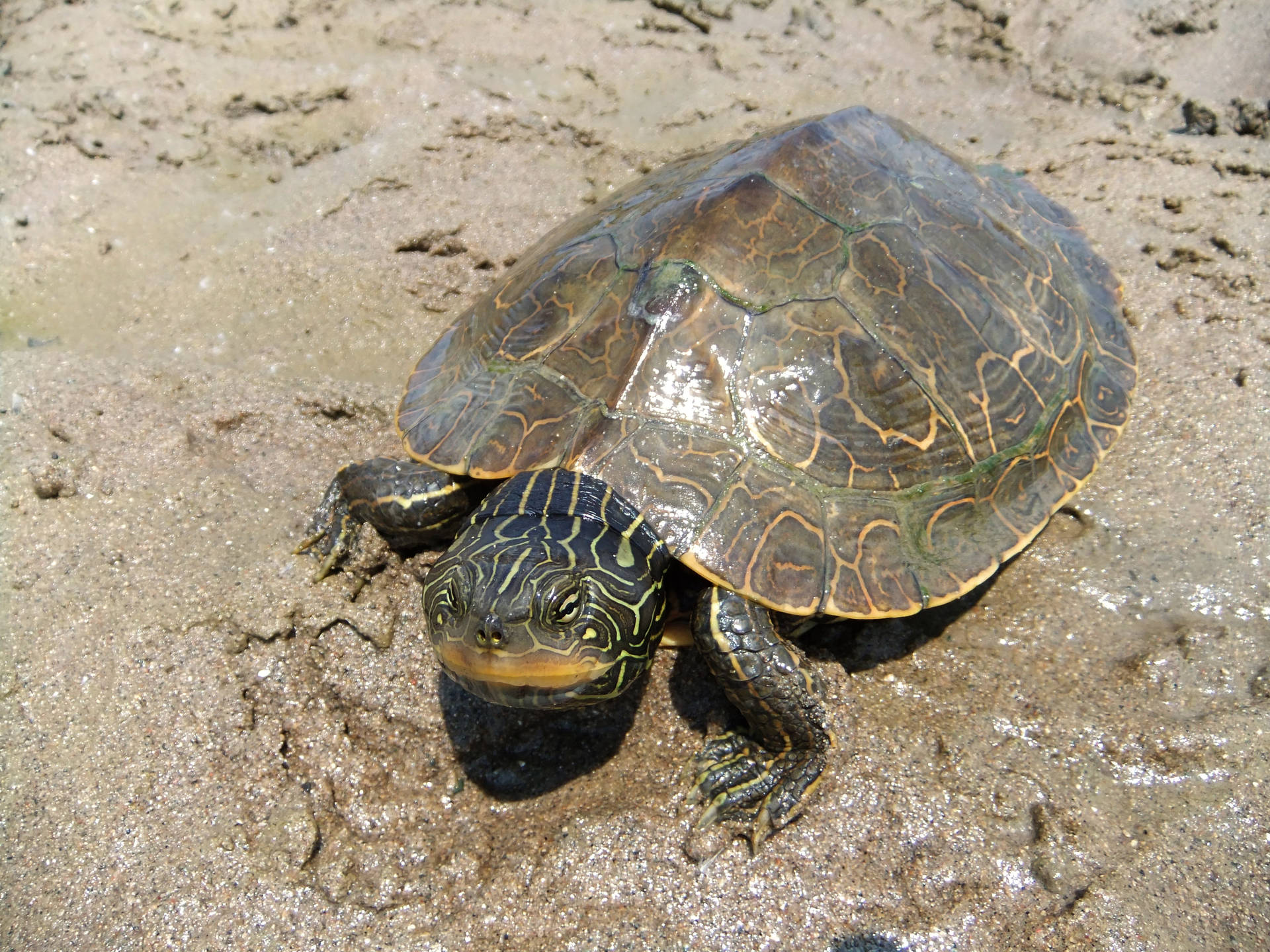 Northern Map Turtle On Muddy Shore Background