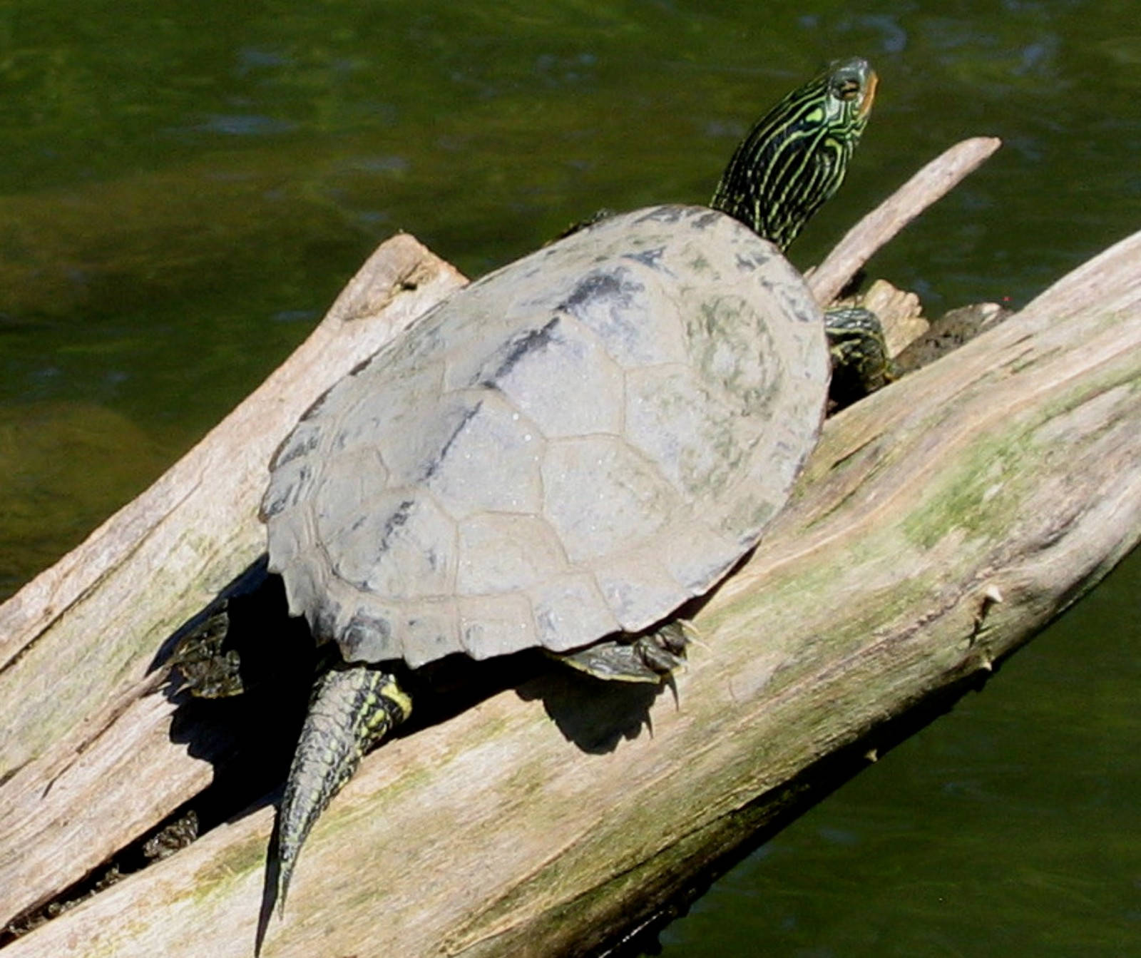 Northern Map Turtle On Tree Branch