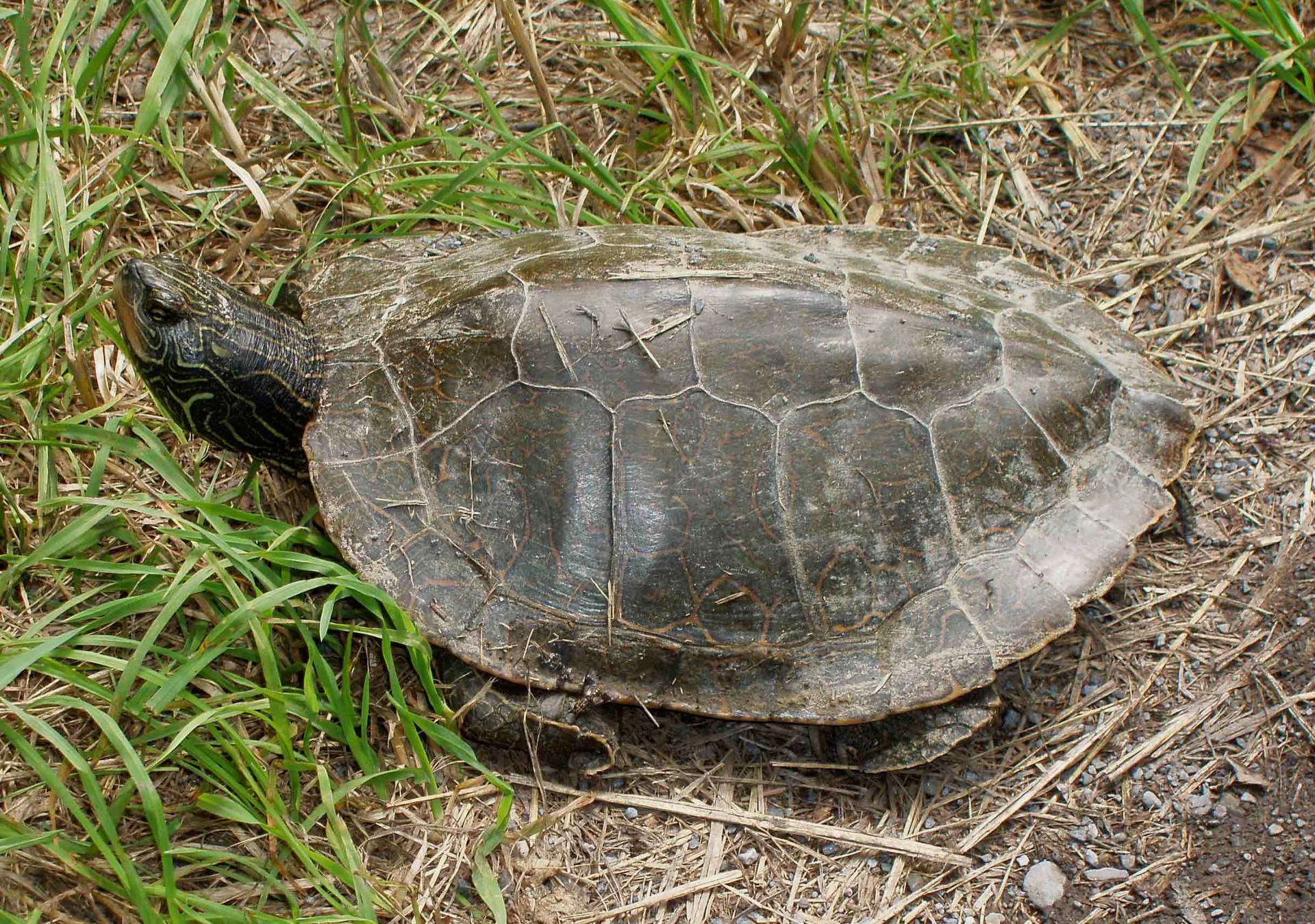 Northern Map Turtle Resting Background