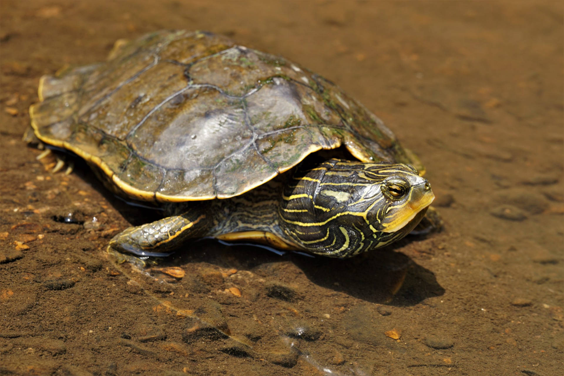 Northern Map Turtle Resting On River Background