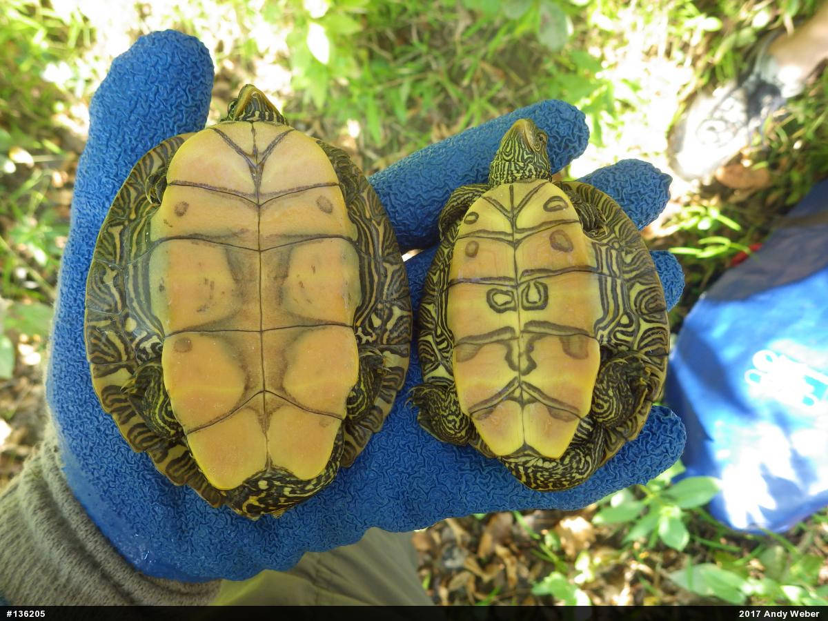 Northern Map Turtles Plastron Background