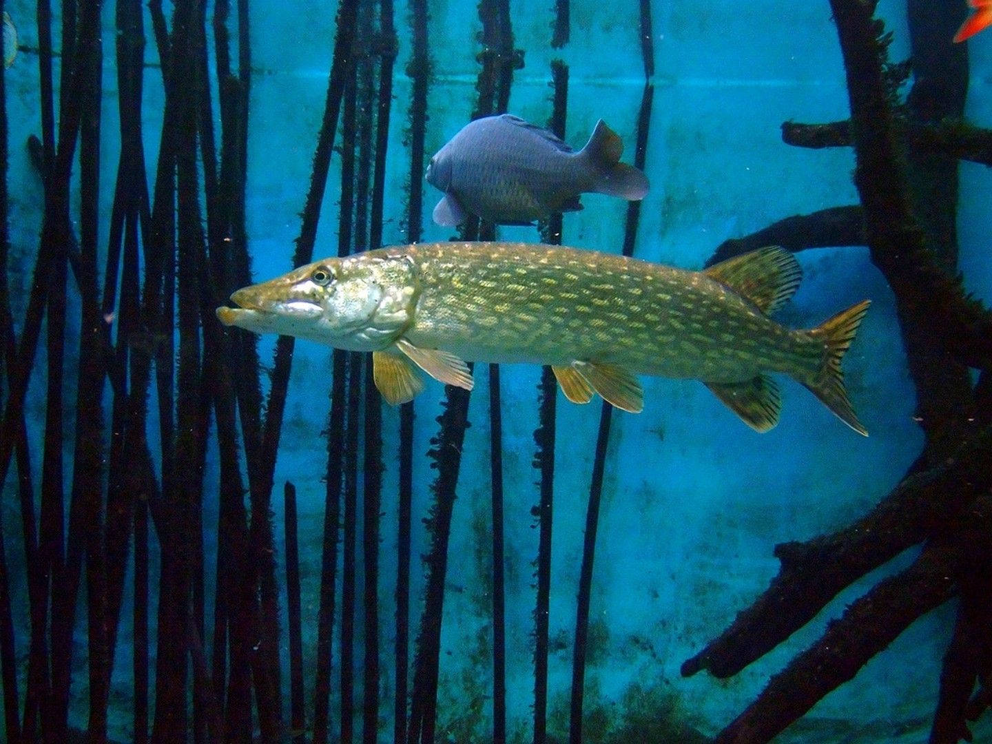 Northern Pike Corals Background