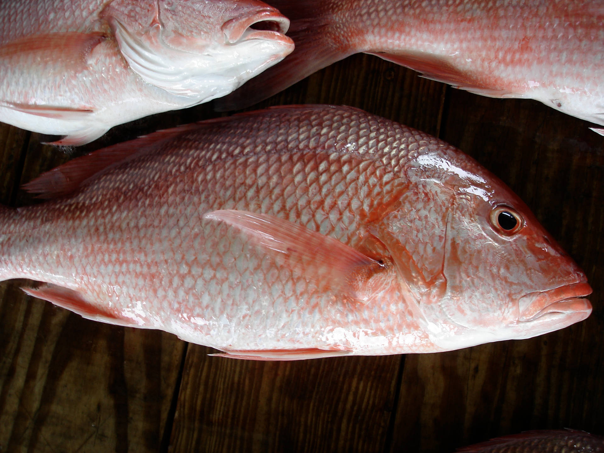 Northern Red Snapper Close Up Background