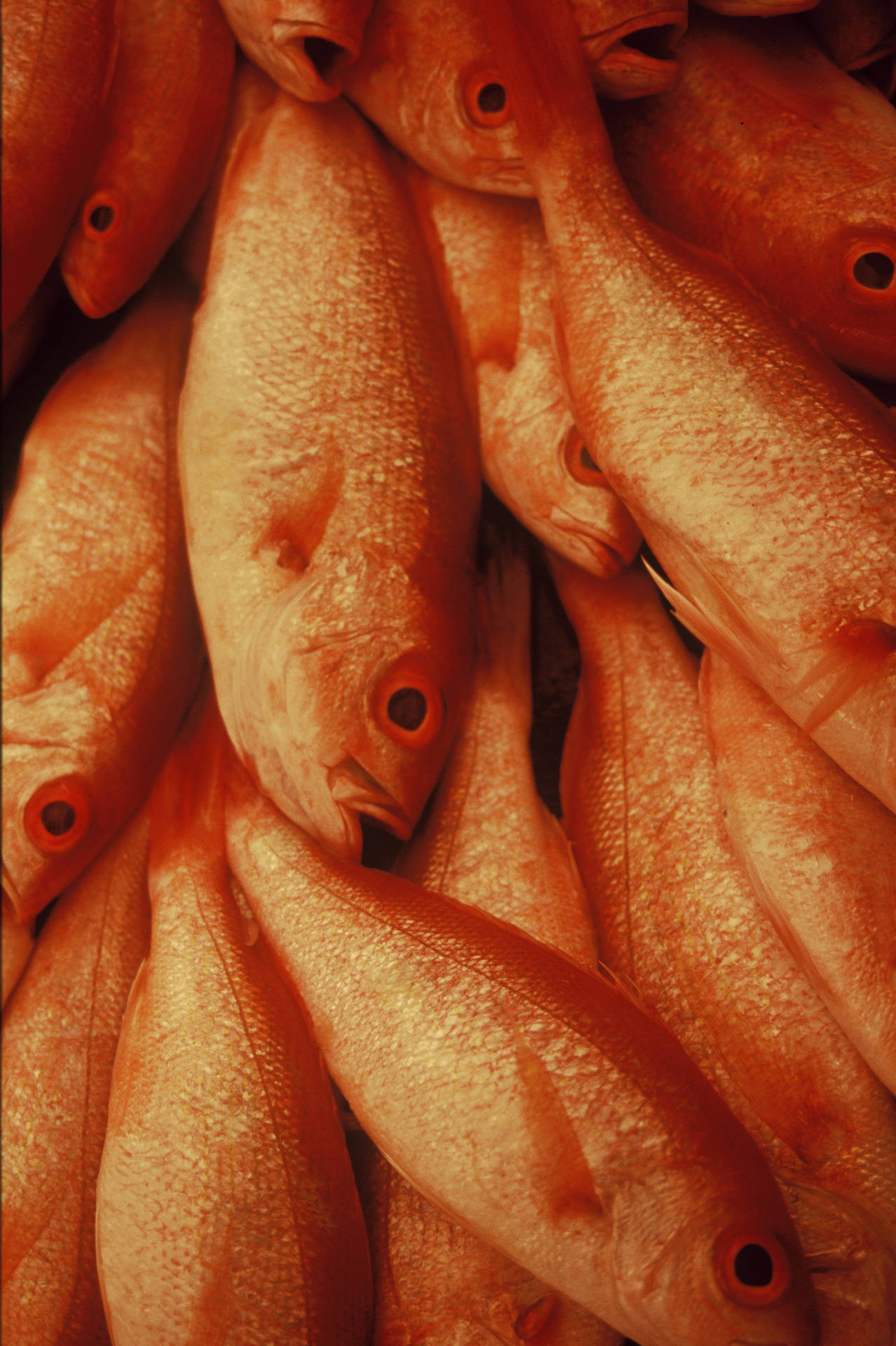 Northern Red Snapper Fish Bunch Background