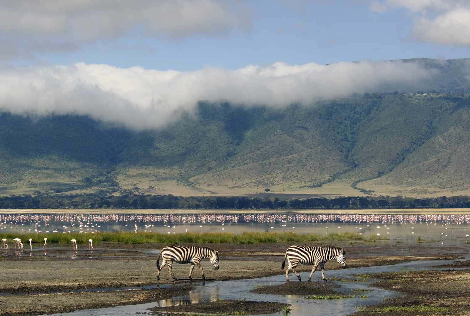 Northern Tanzania Ngorongoro Crater African Wildlife Background