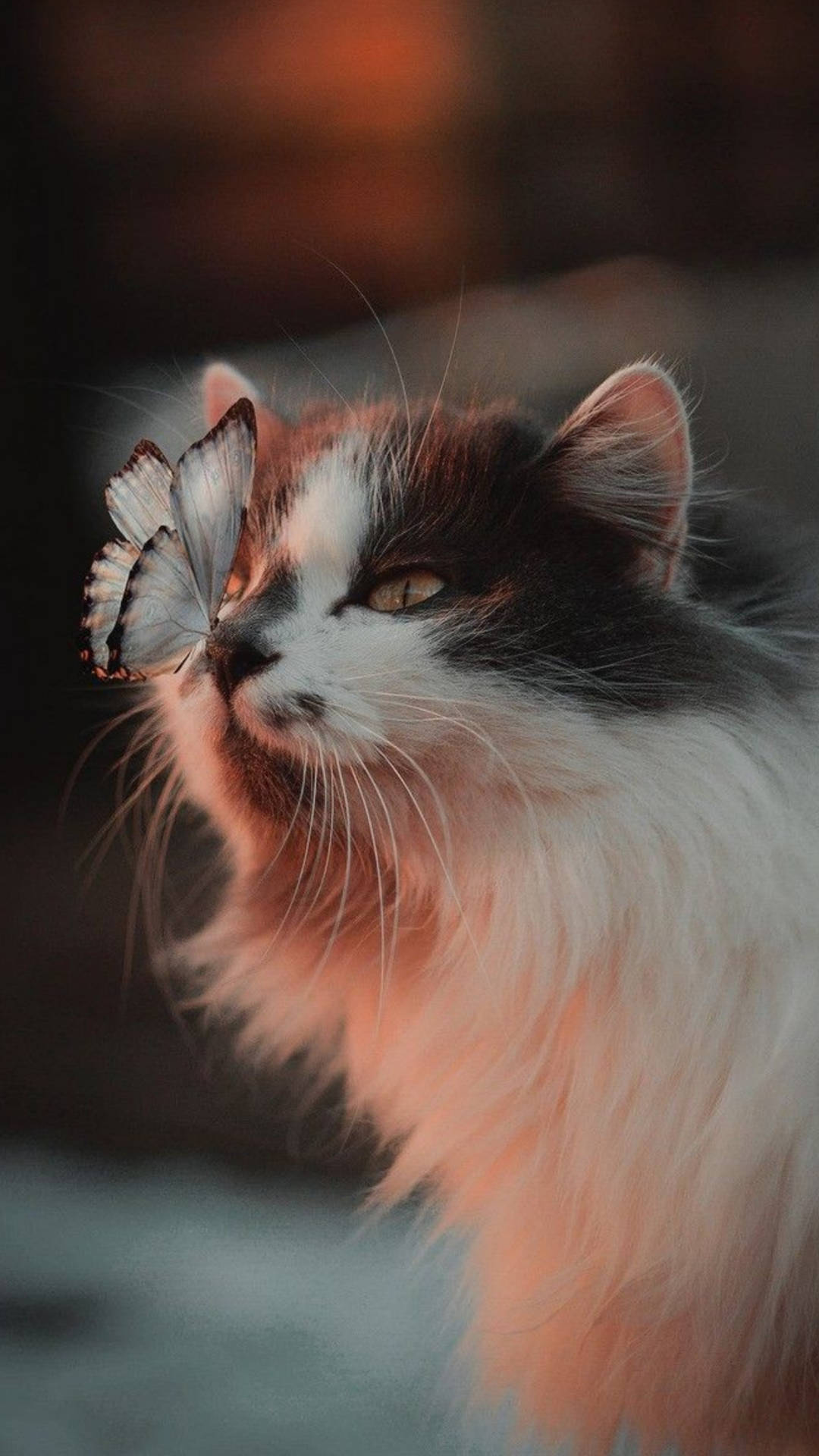 Norwegian Forest Cute Cat Aesthetic With Butterfly Background