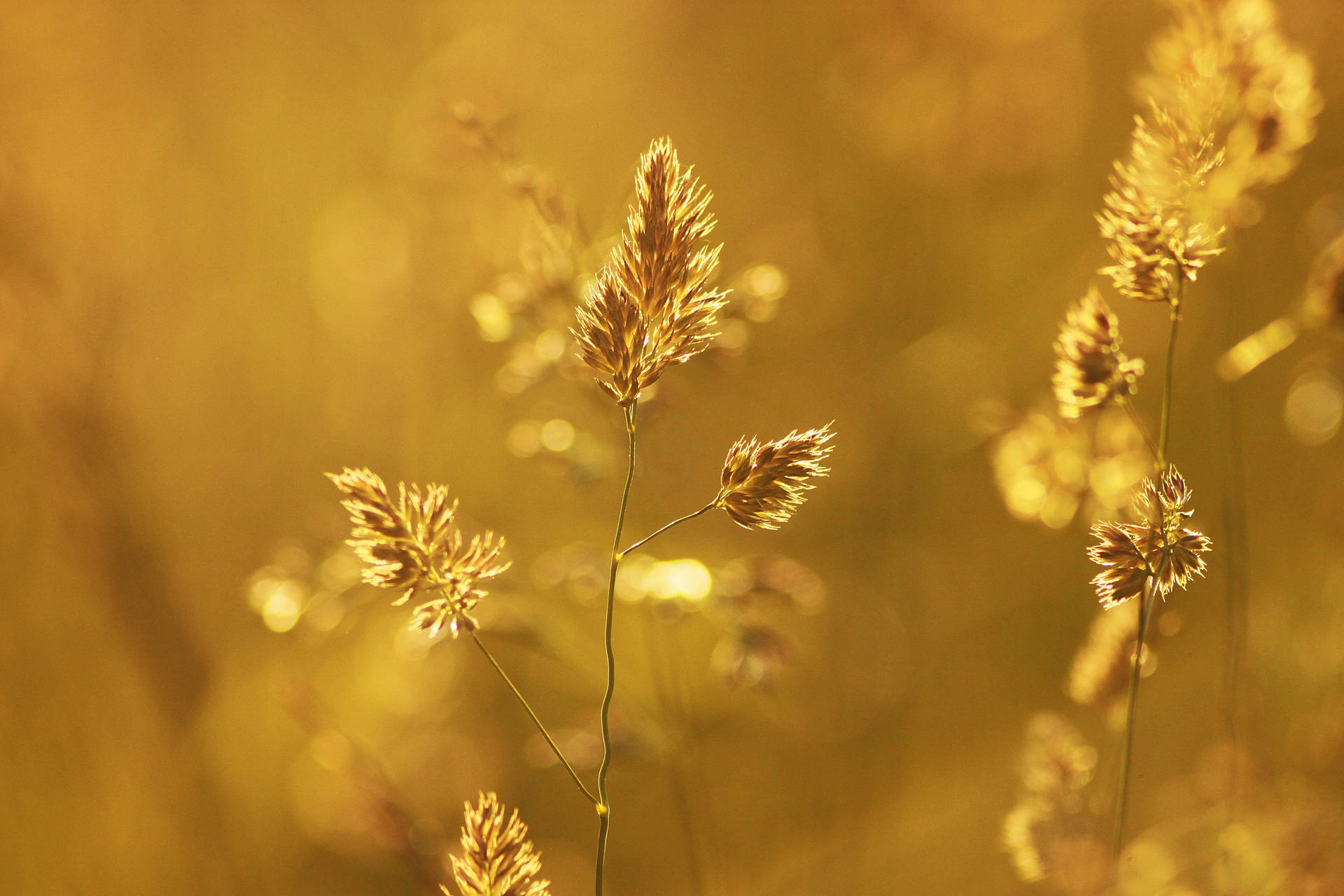 Nostalgic Golden Plants Background