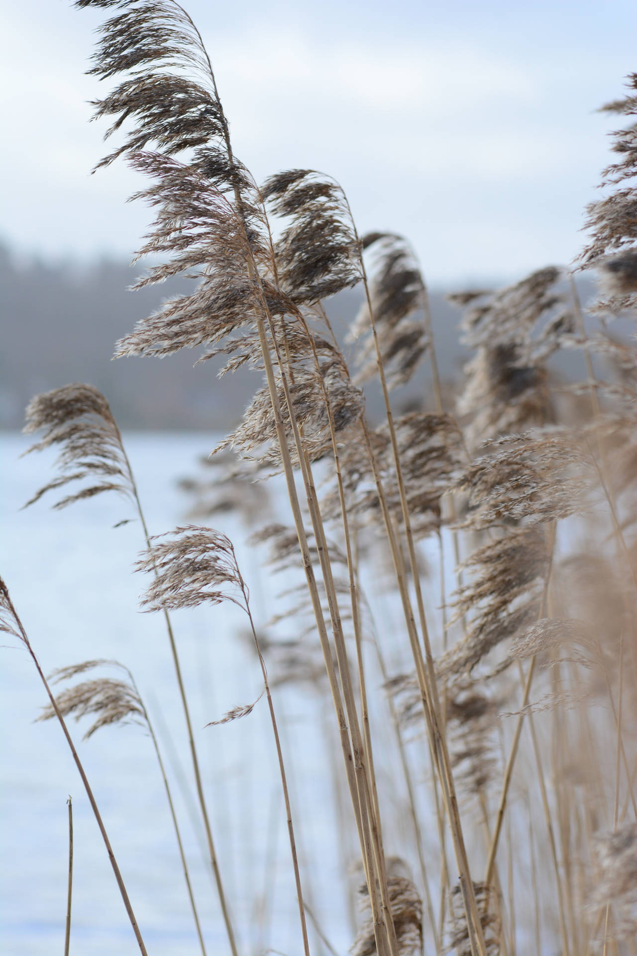 Nostalgic Reeds Background