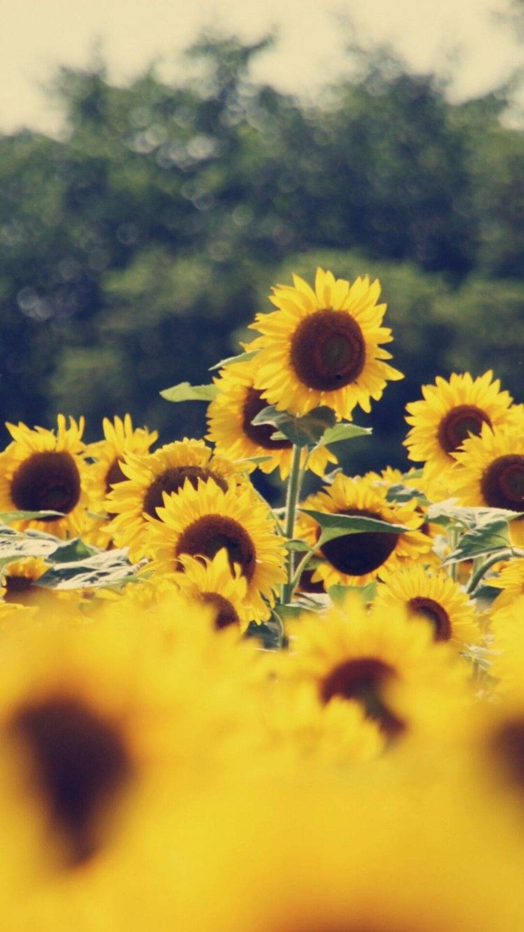Nostalgic Sunflower Iphone Background