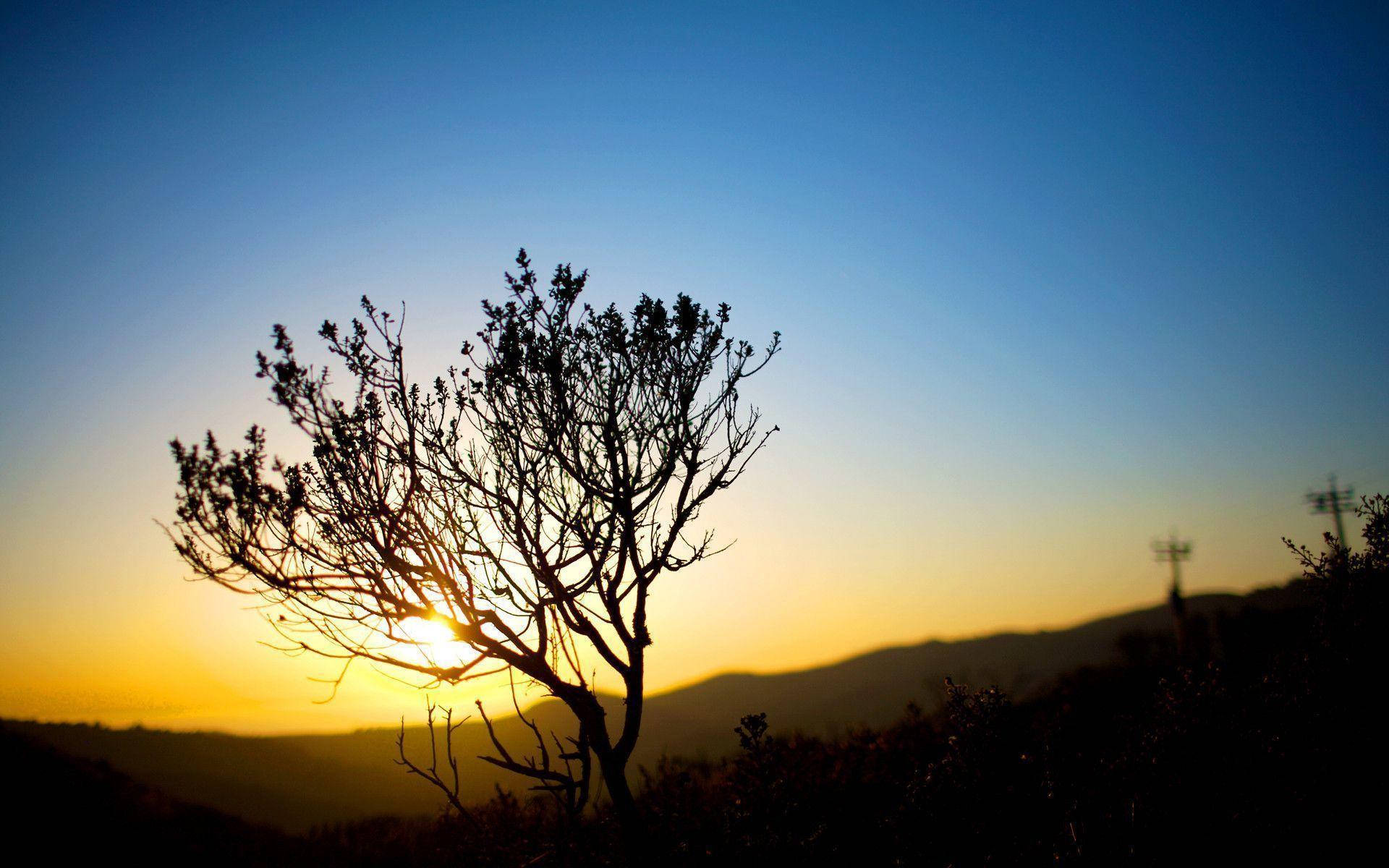 Nostalgic Tree Silhouette