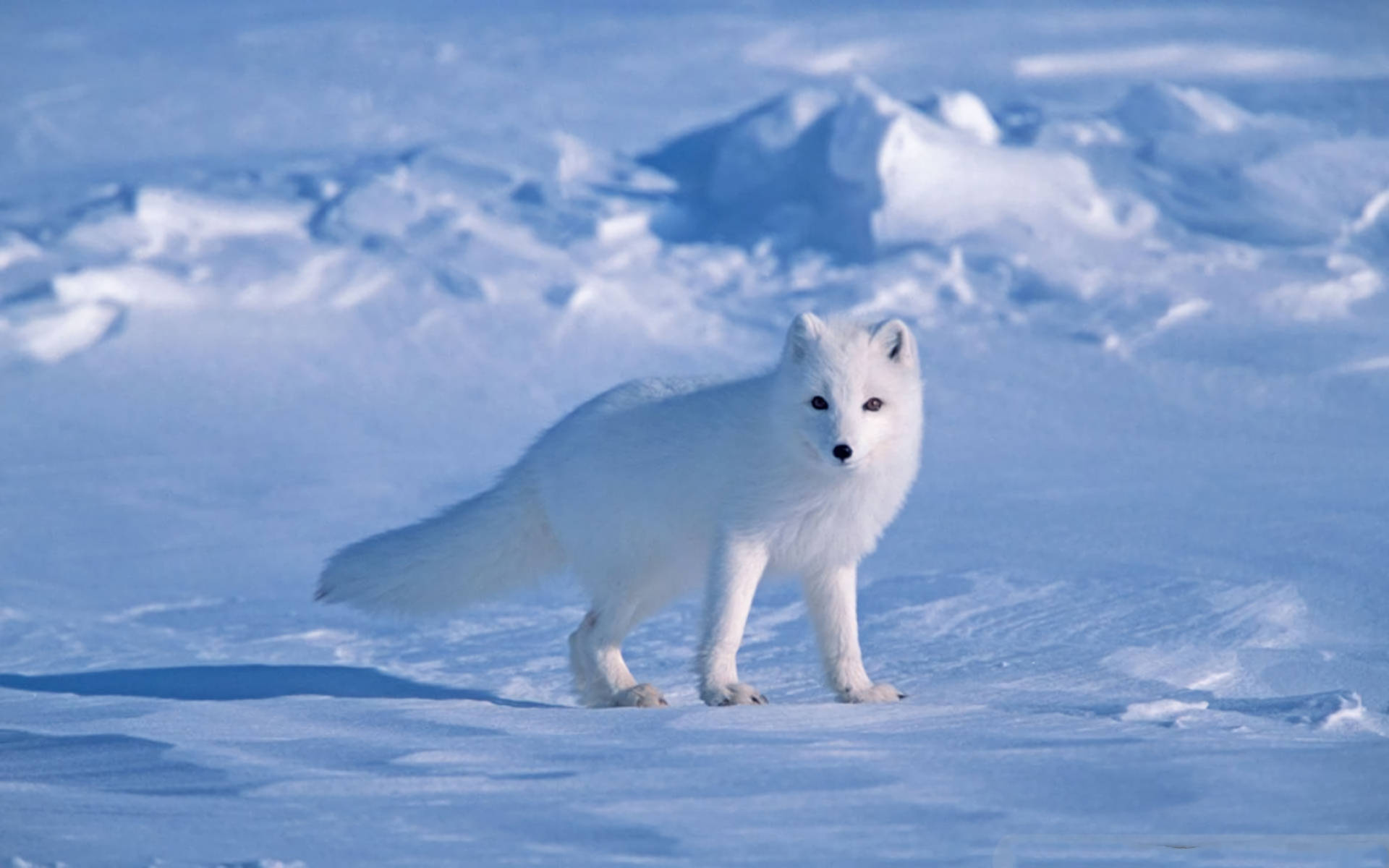 Nosy White Fox In Snow Background