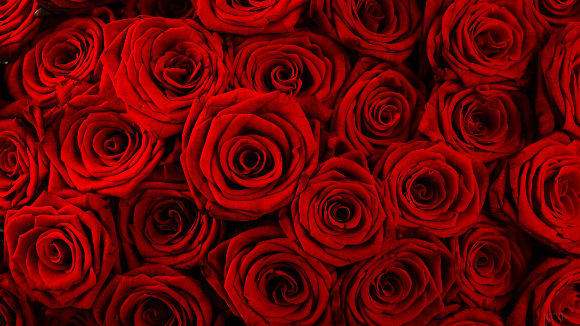 Not All Gestures Need Words - Valentines Day Roses Speak Louder Than Words Background