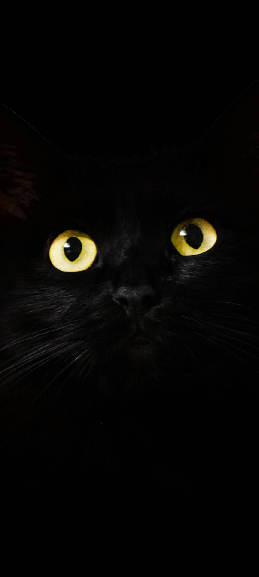 Note 10 Plus Black Cat Background