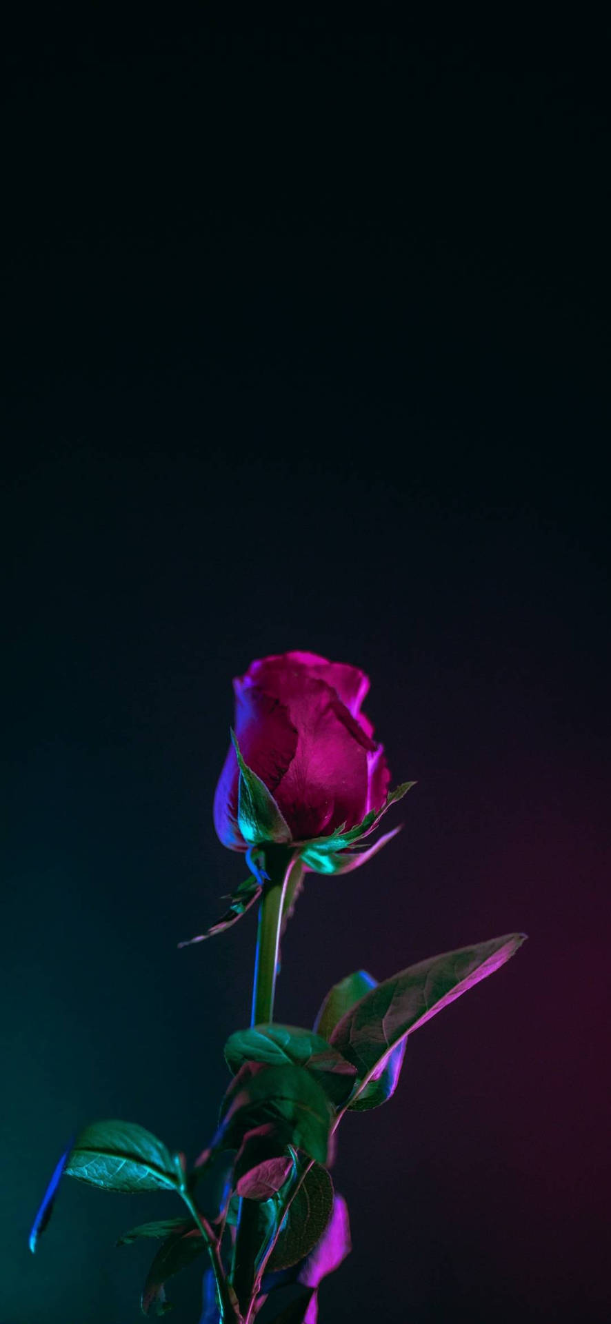 Note 10 Plus Red Rose Background