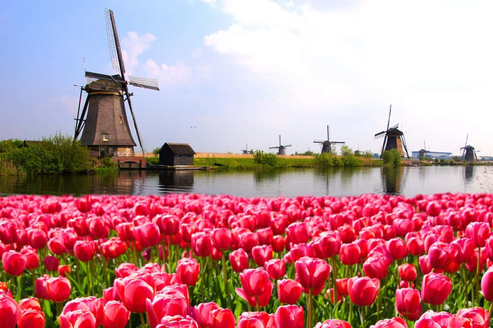 Nothing Beats A Trip To Amsterdam In The Spring Background