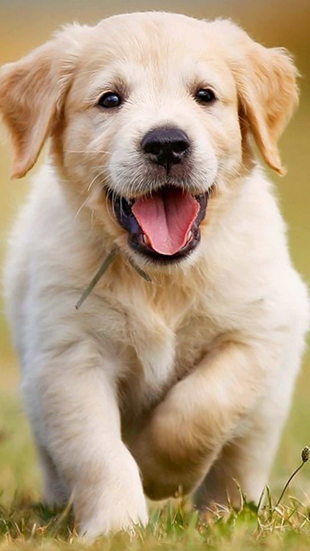 Nothing Is More Adorable Than These Two Cute Little Puppies! Background