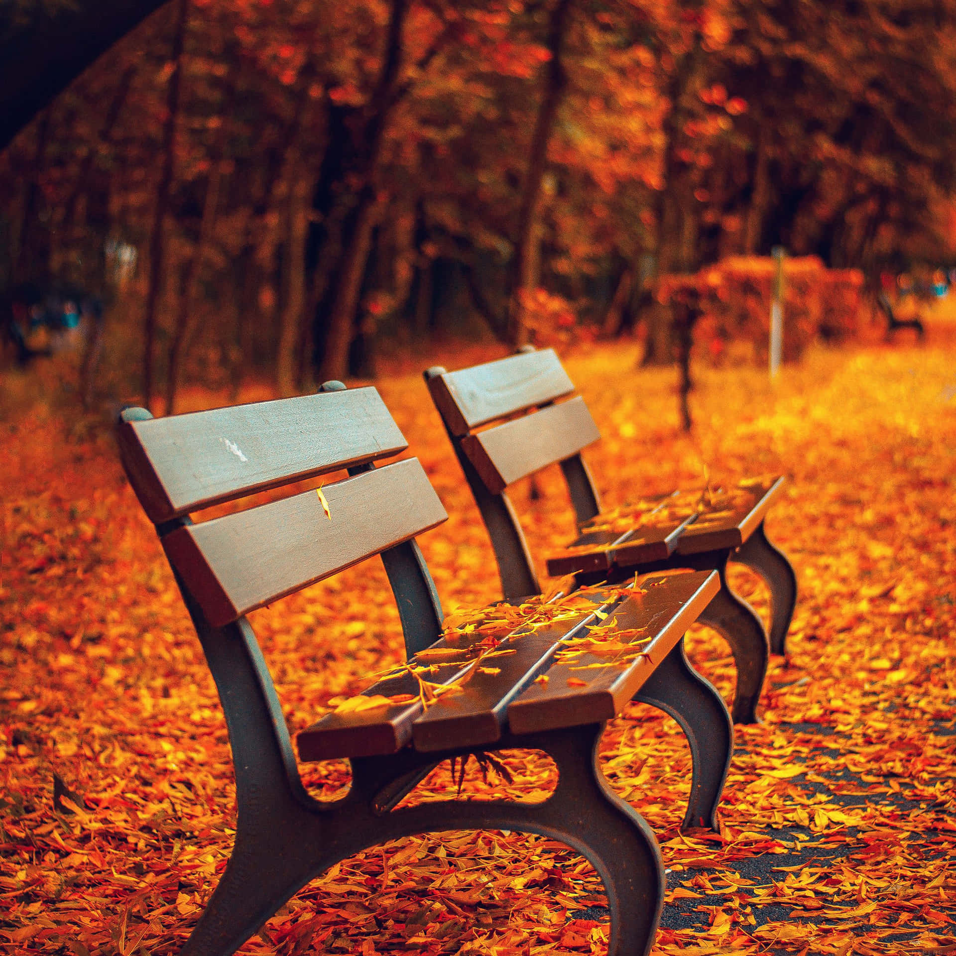 November Fall Bench Leaves Background