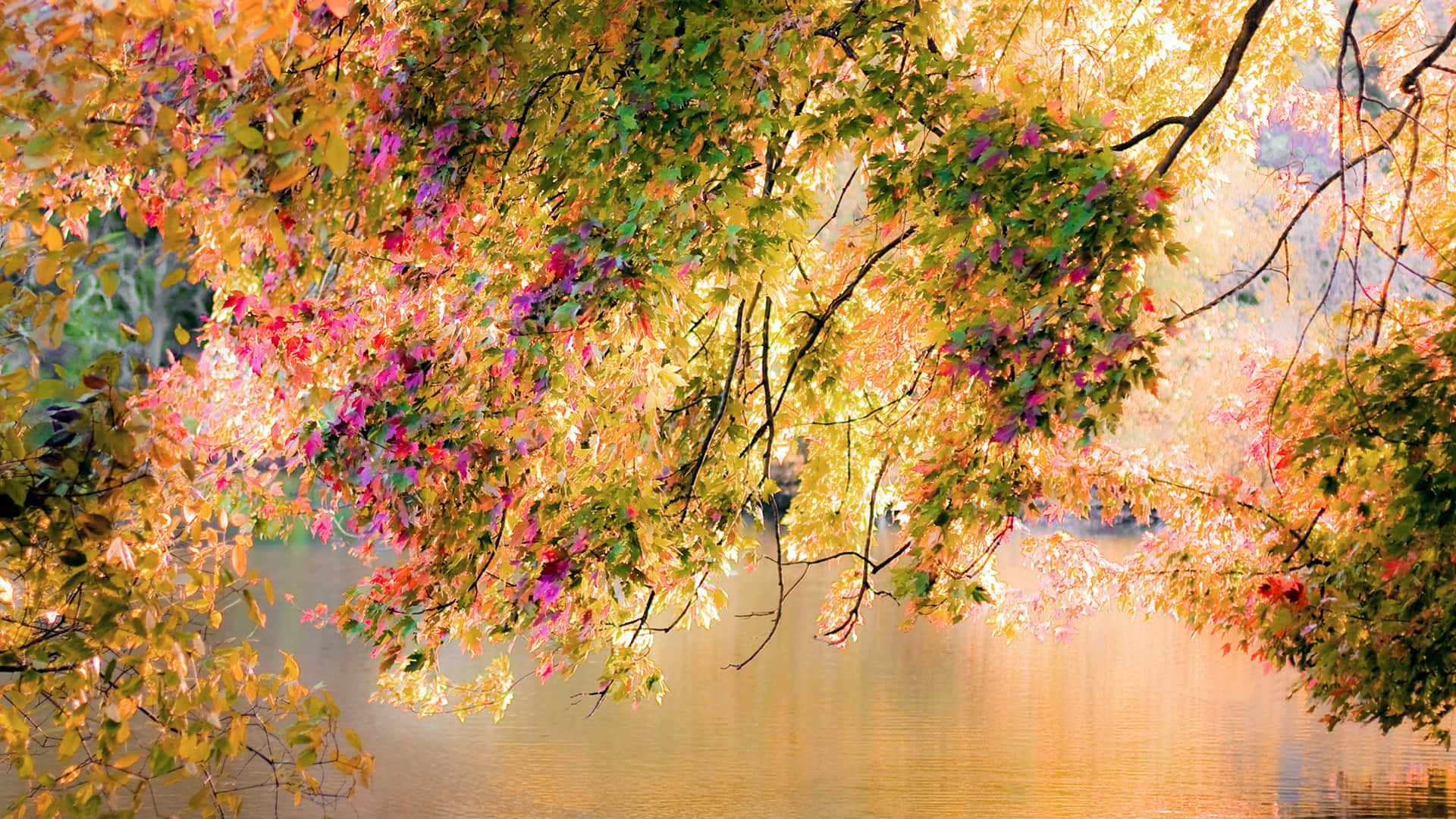 November Fall Leaves And Flowers Background