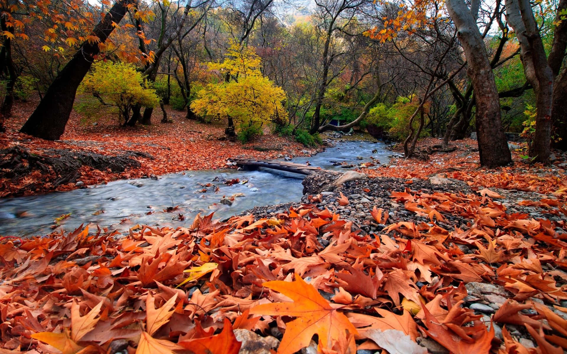November Fall Leaves On Road Background