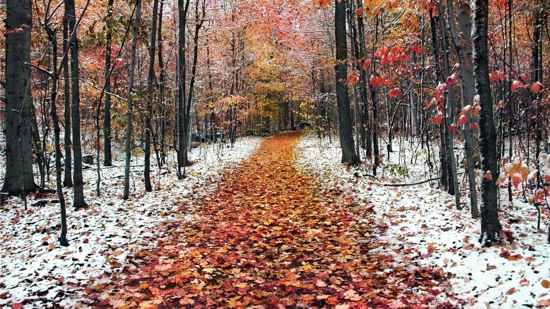 November Fall Leaves Snow Forest Background