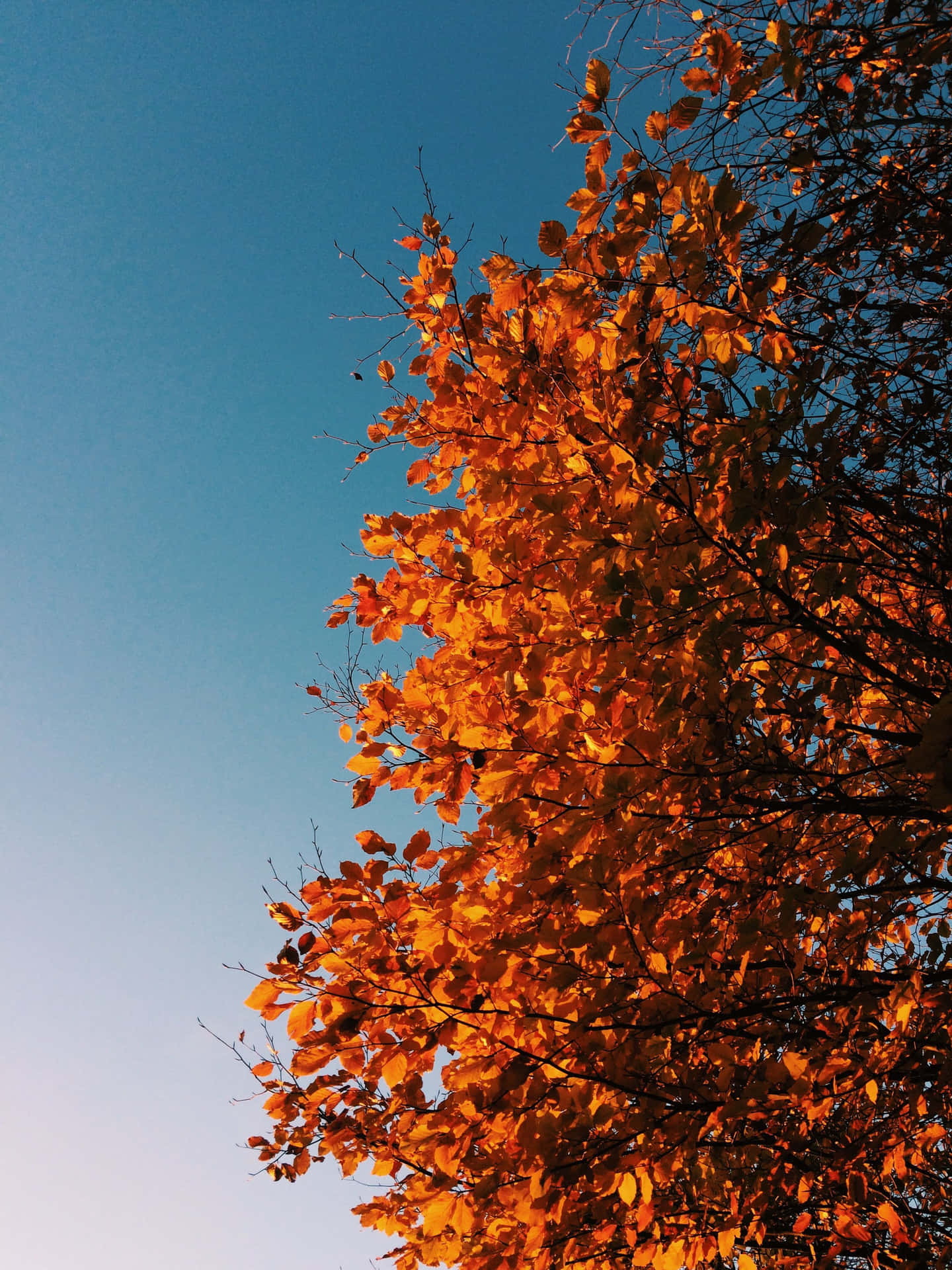 November Fall Tree Orange Leaves Background