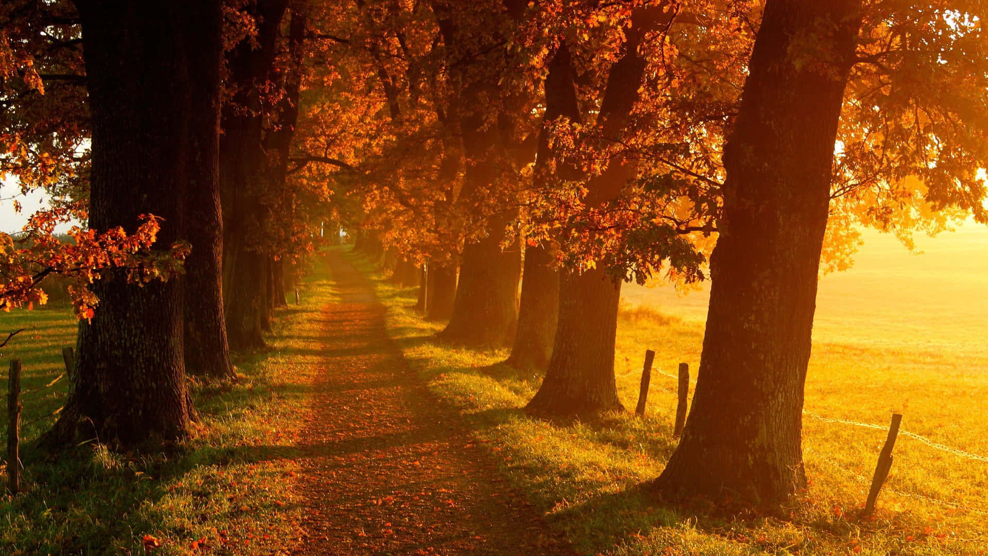 November Fall Trees At Sunset Background