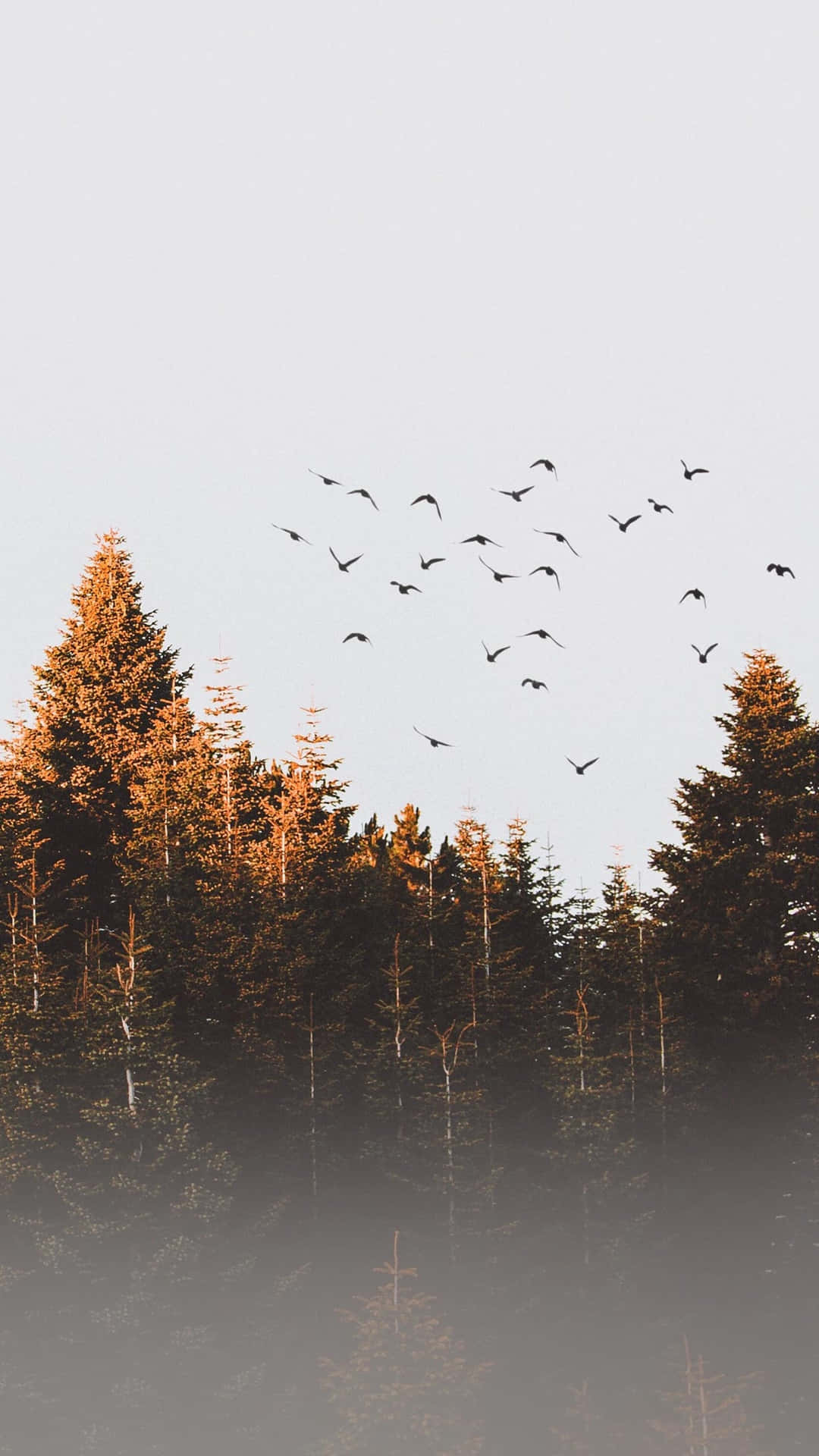 November Fall Trees Birds Flying Background