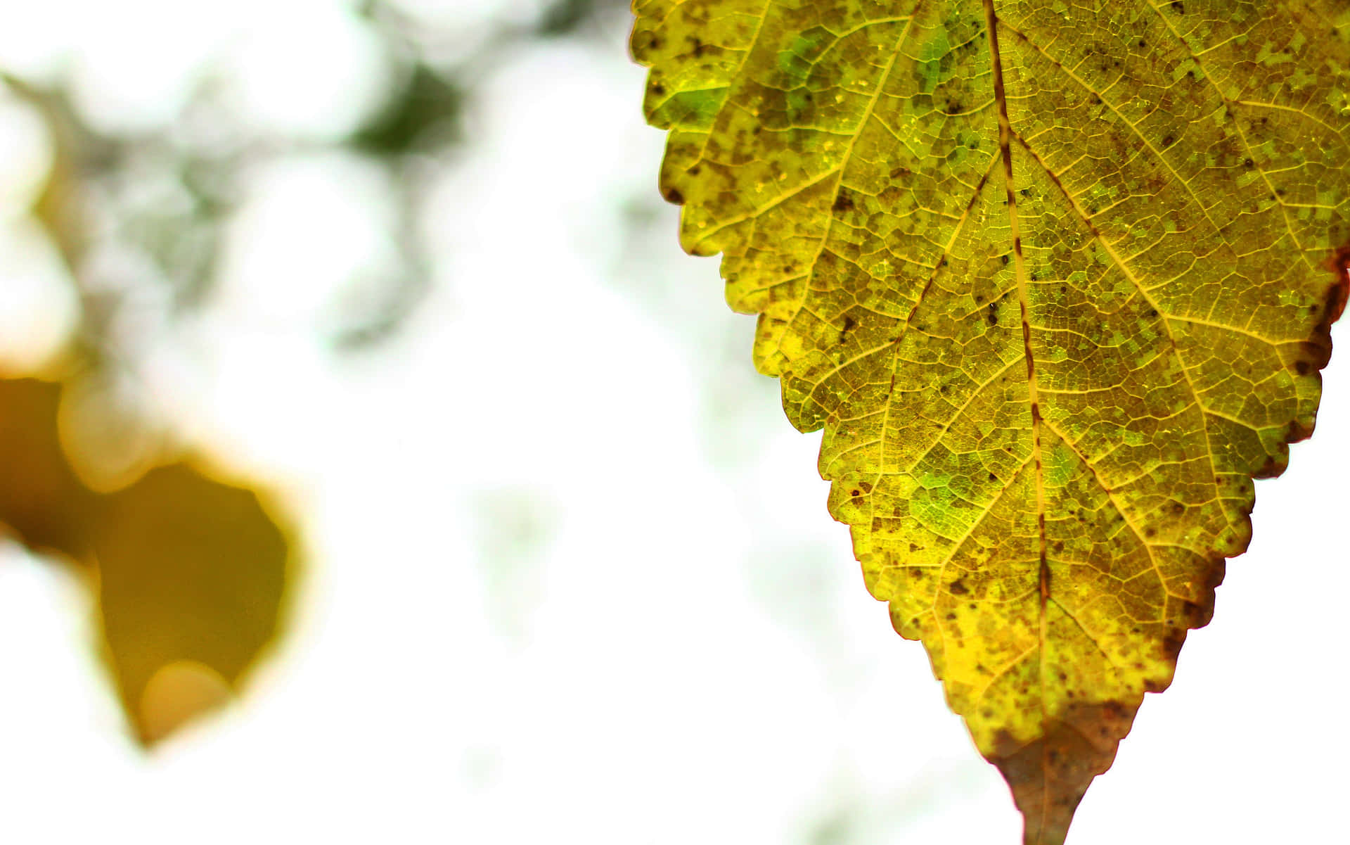 November Fall Yellow Leaf Close-up Background