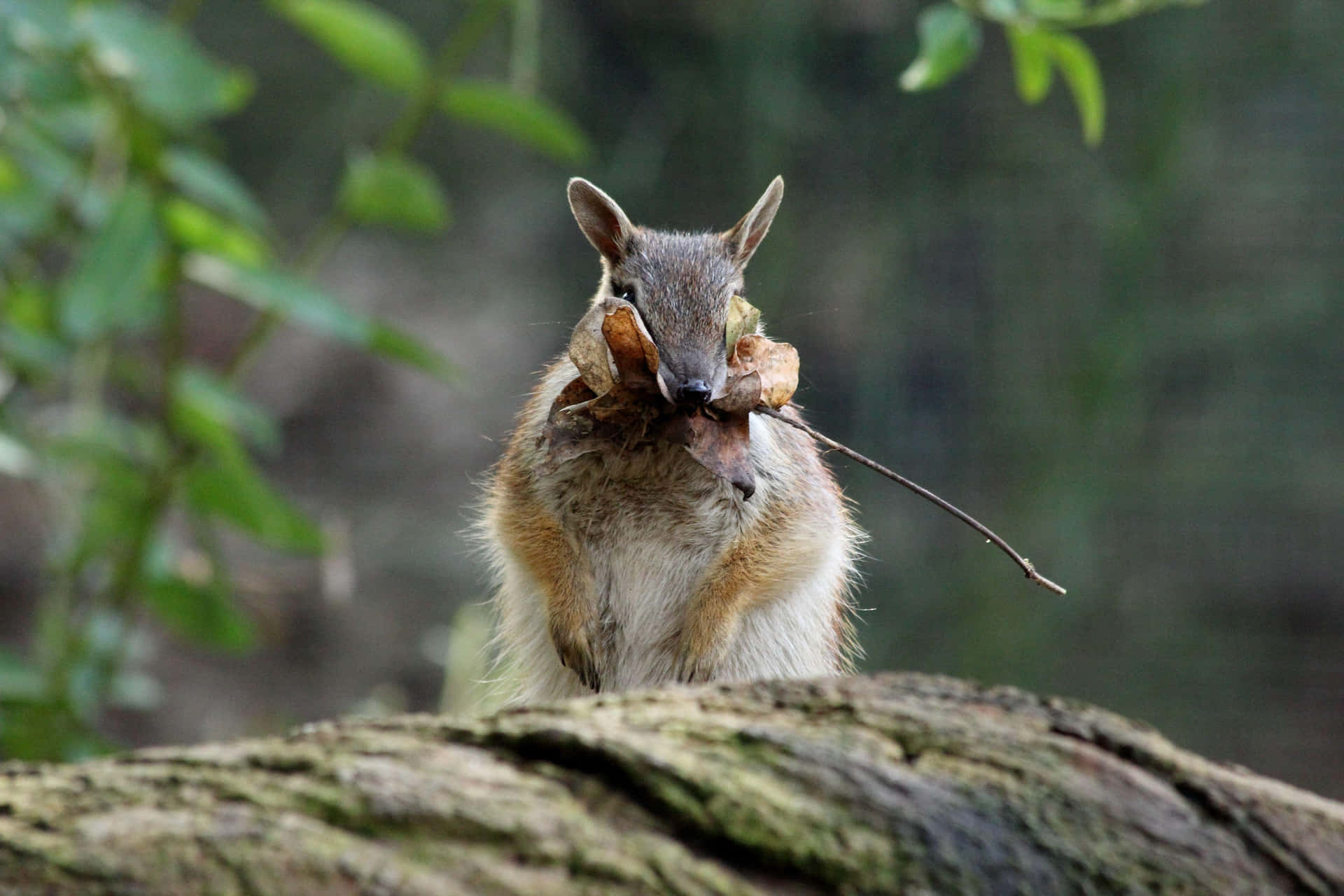 Numbatwith Leafy Twig