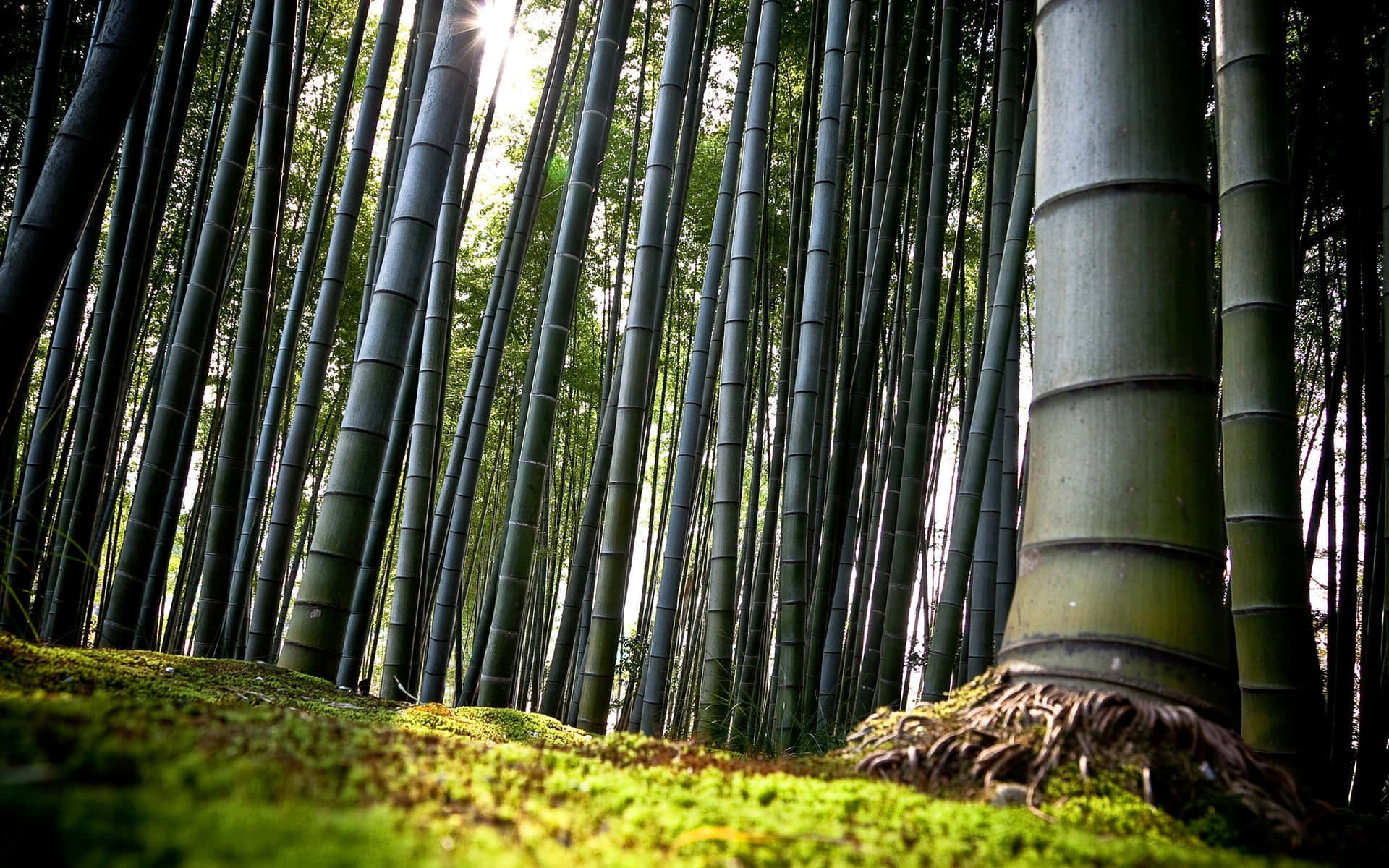 Numerous Bamboo Forest Trees Background