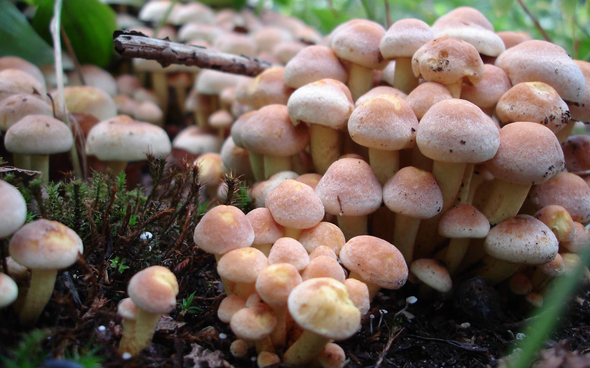 Numerous Clusters Of Cute Mushrooms Background
