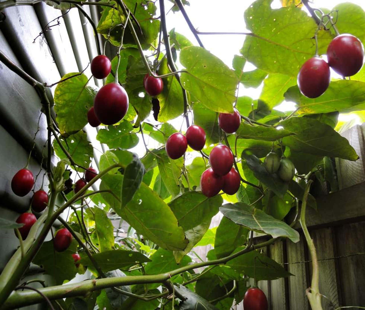 Numerous Tiny Tamarillo Fruits In A Tree Background