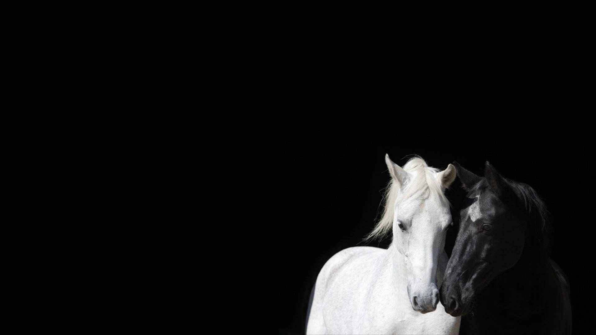 Nuzzling White And Black Horses Background