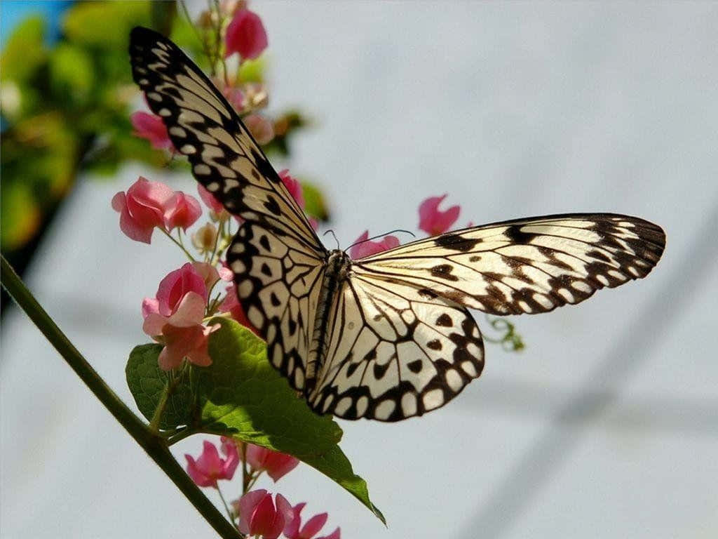 Nymph Butterfly Desktop