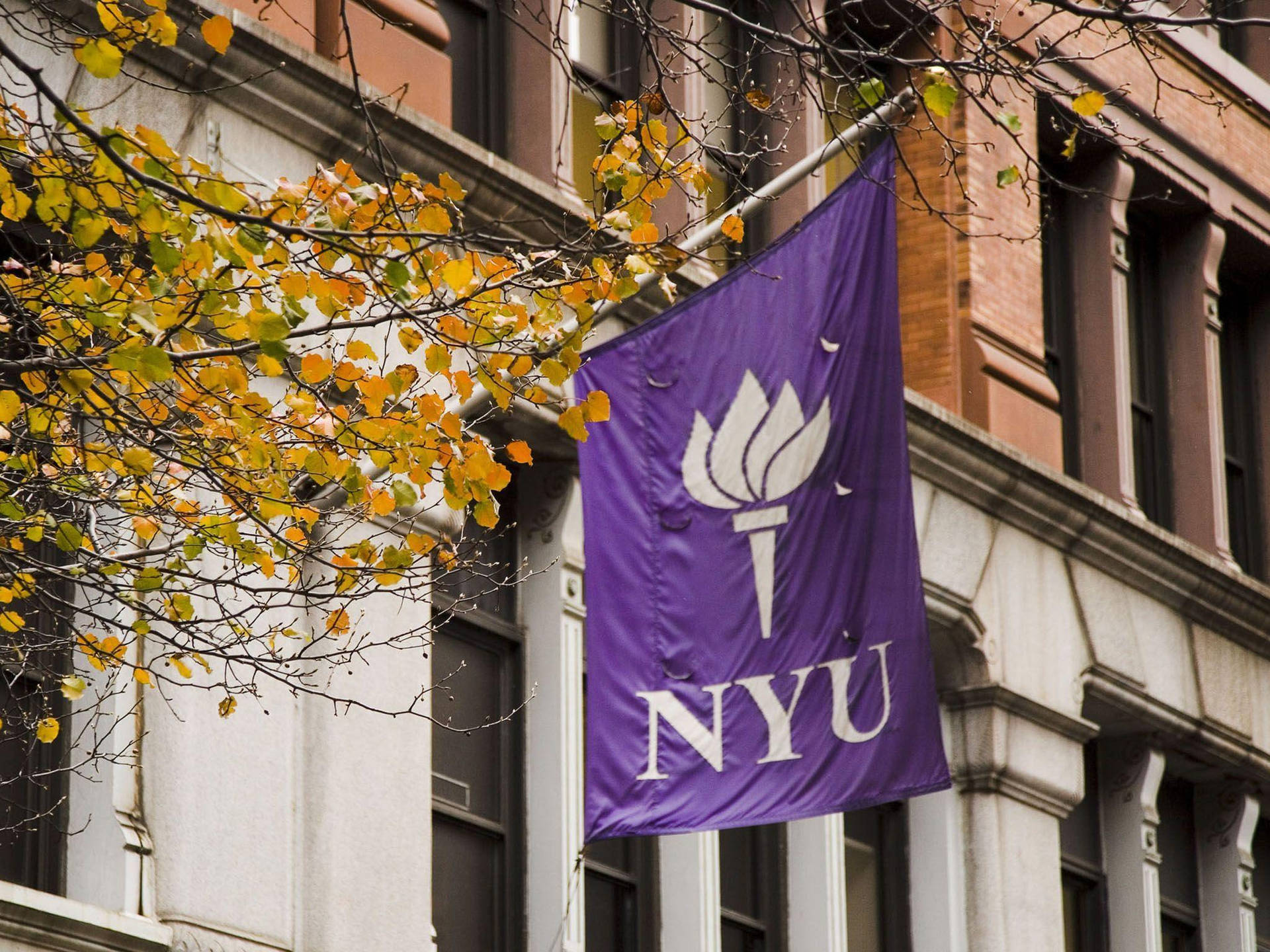 Nyu Banner Near A Tree Background