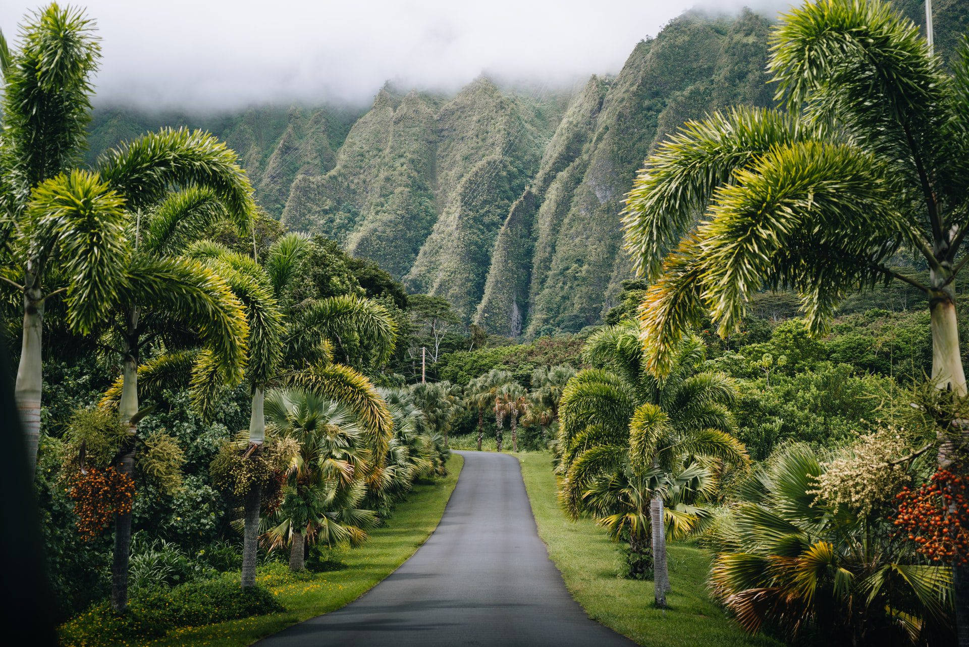 Oahu Botanical Garden Path Background