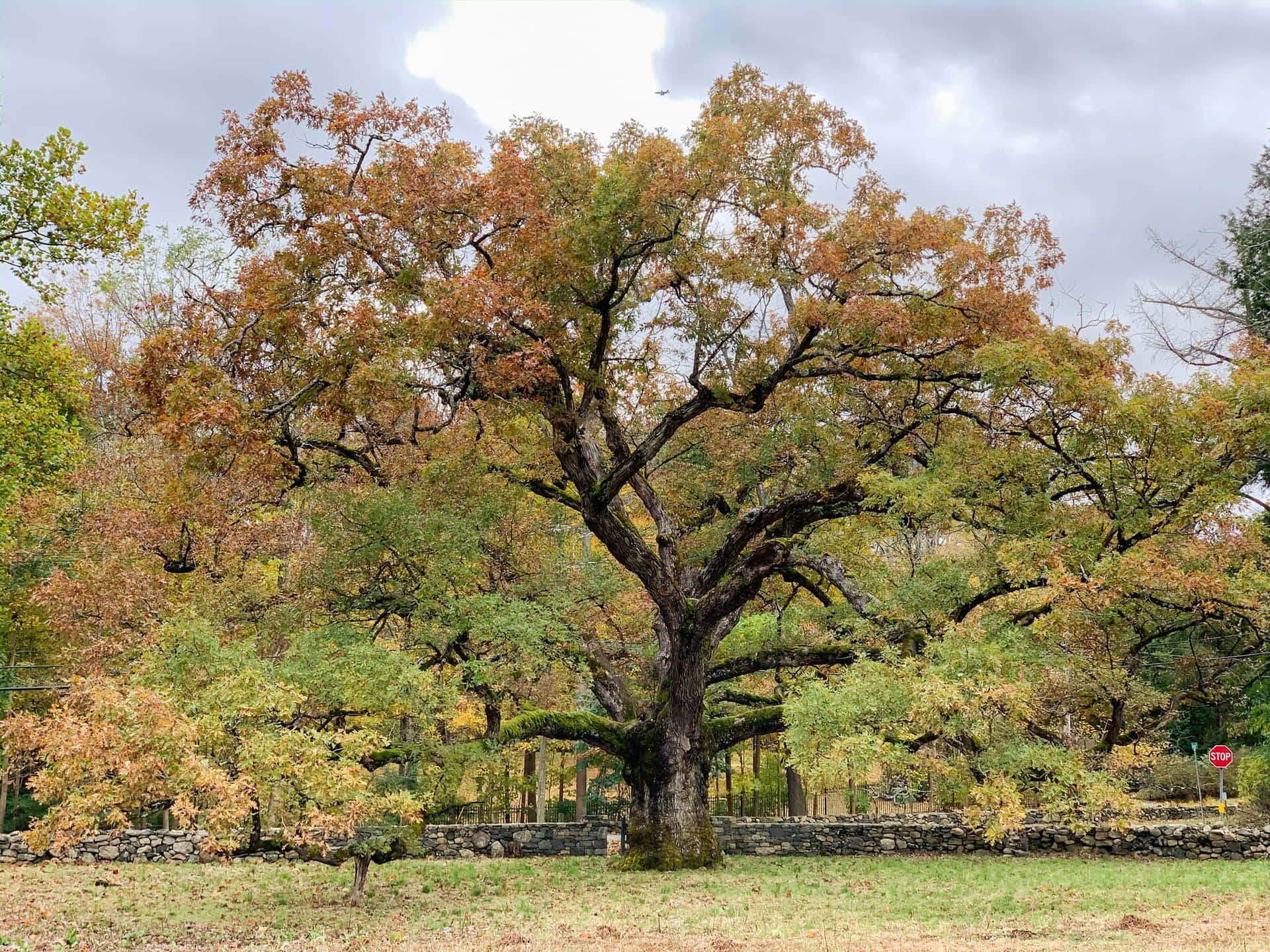 Oak Tree Autumn Season