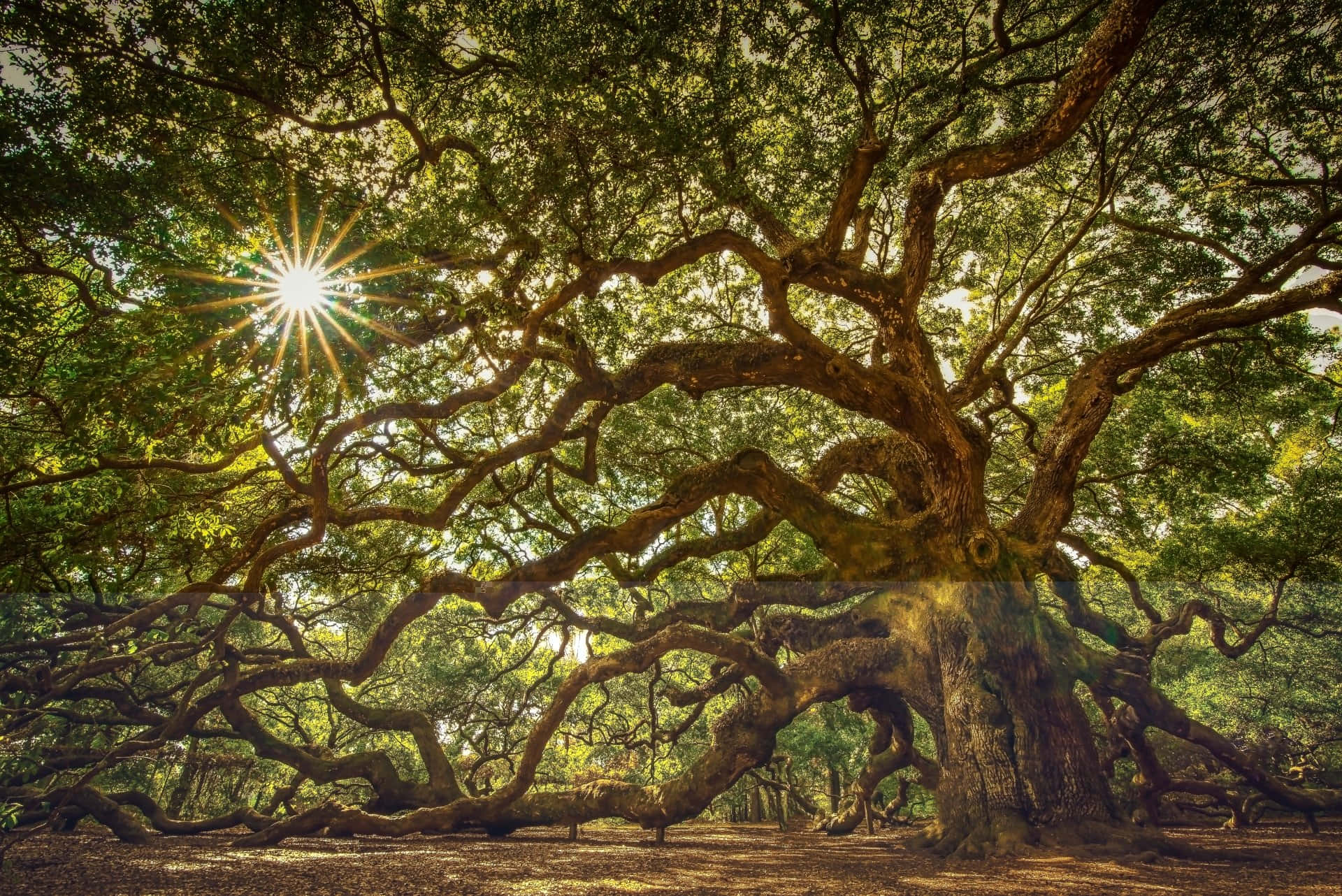 Oak Tree Background Hd Background