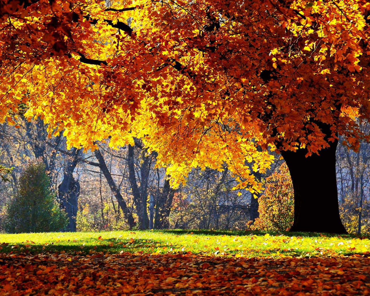 Oak Tree Bright Autumn Leaves