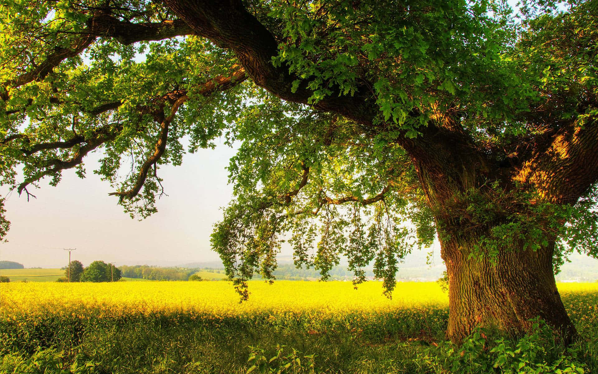 Oak Tree Field Hd Background