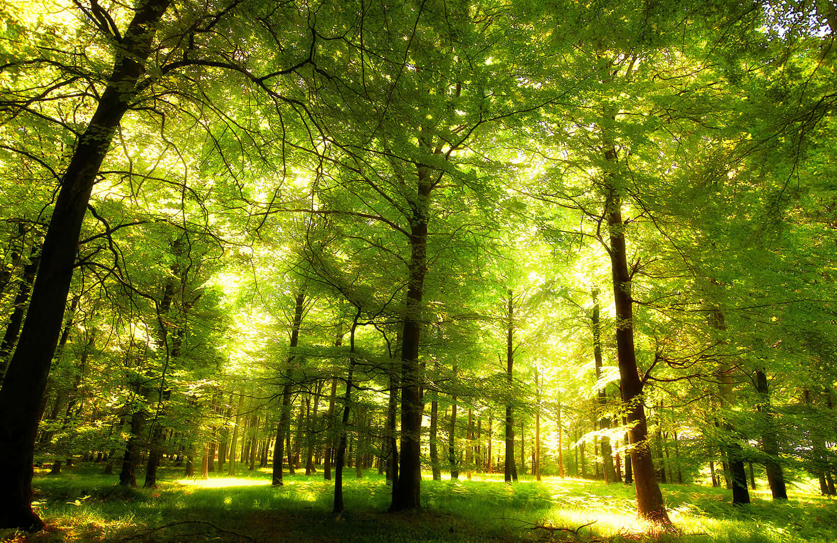 Oak Tree Forest France Background