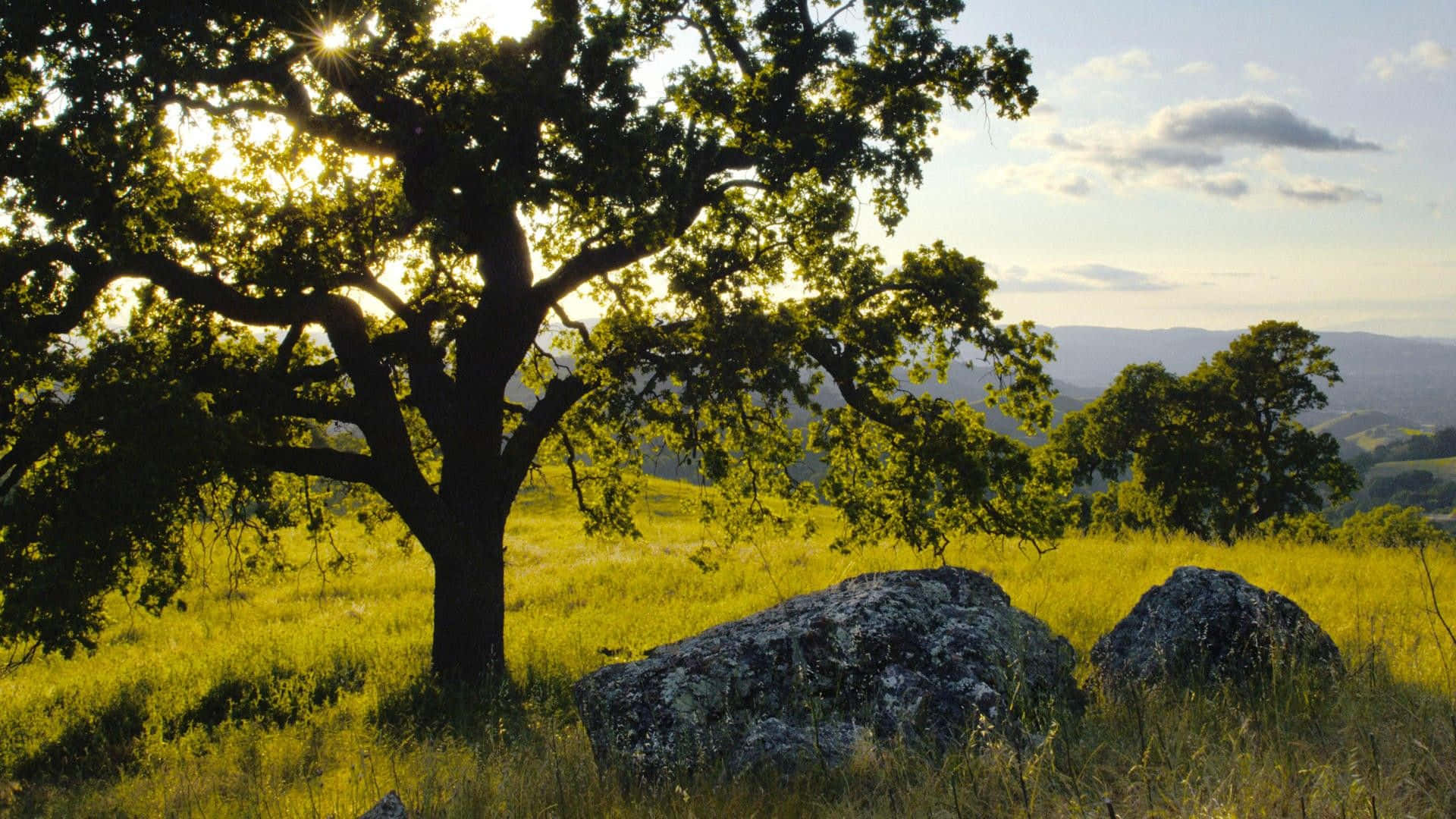 Oak Tree Forest Mountains View