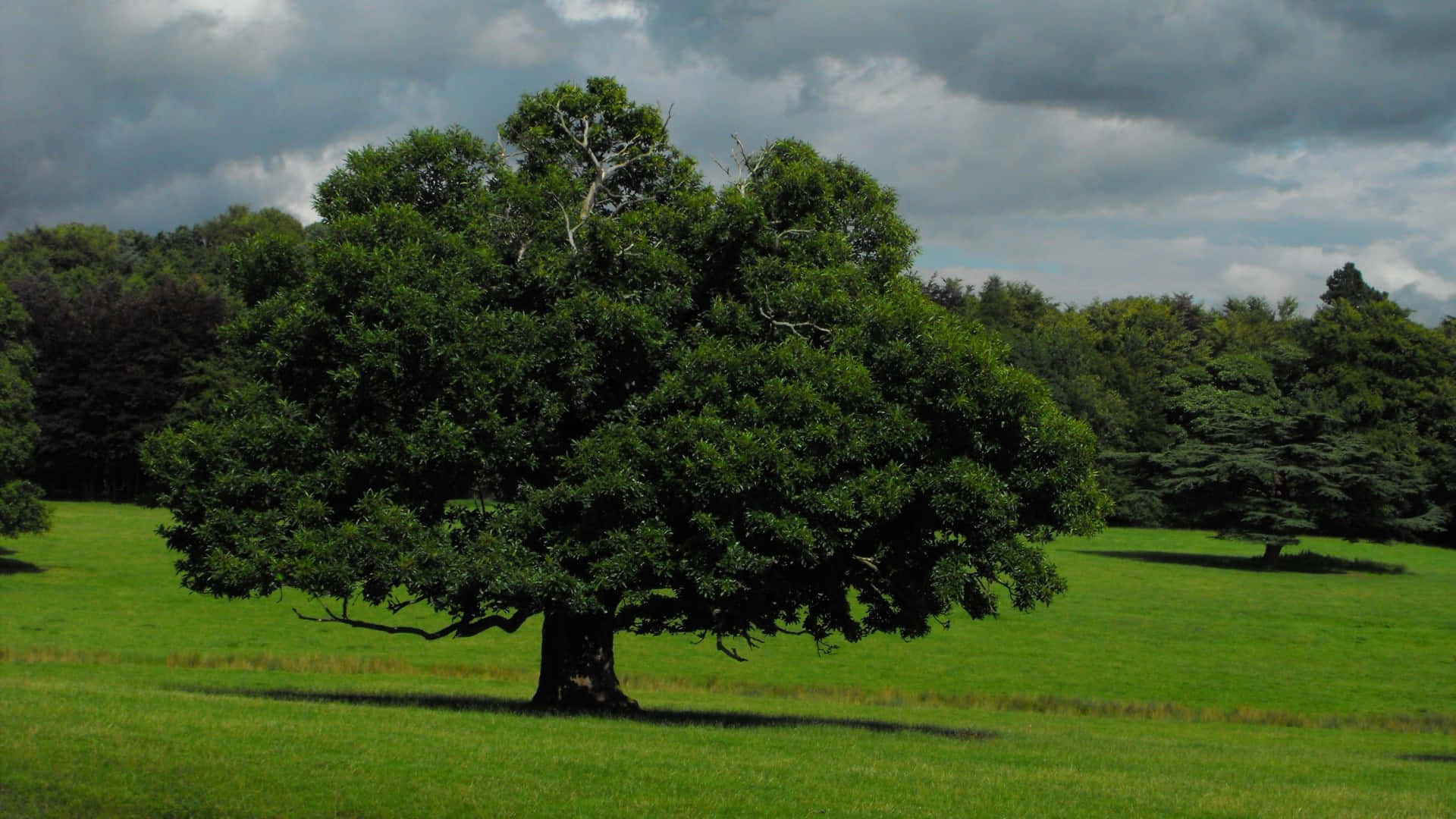 Oak Tree High Definition