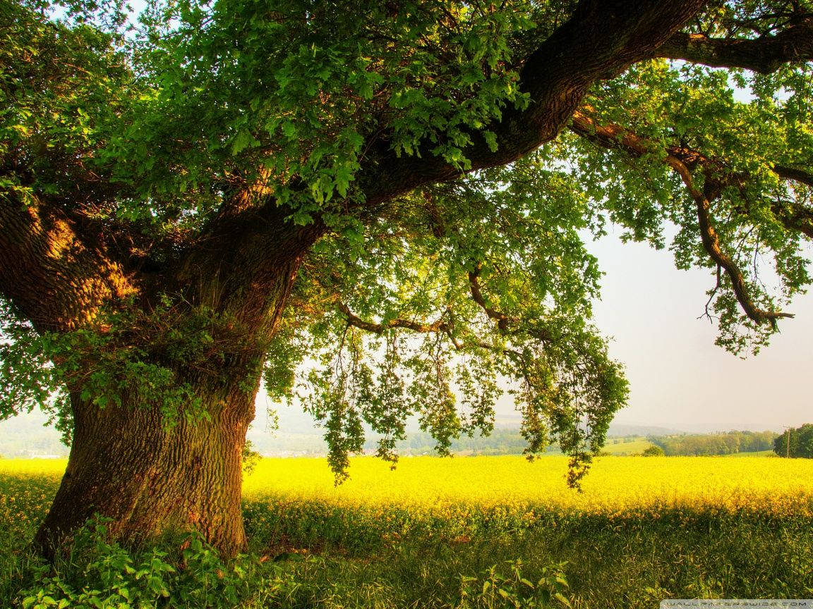 Oak Tree Yellow Field Background