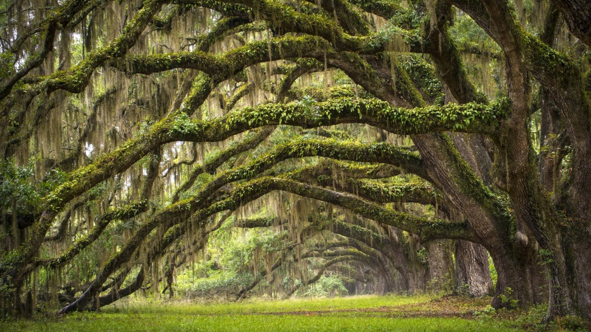 Oak Trees In South Carolina